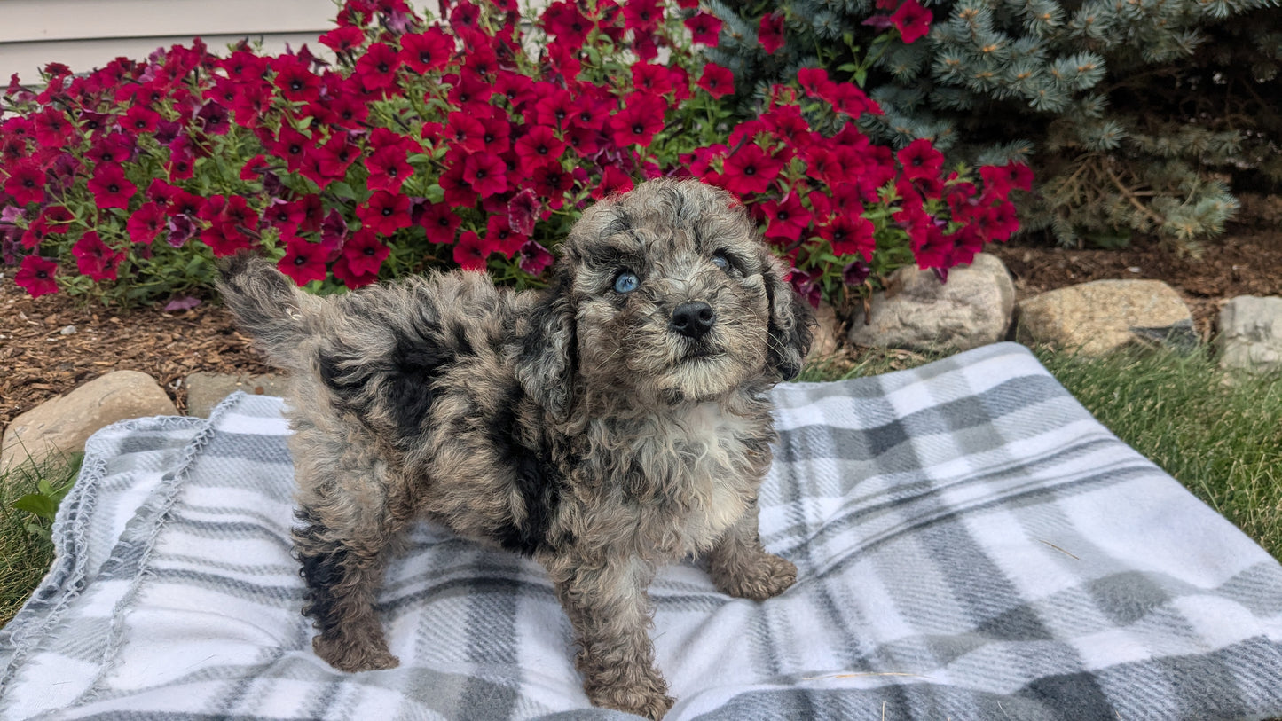 TOY BERNEDOODLE (06/11) FEMALE