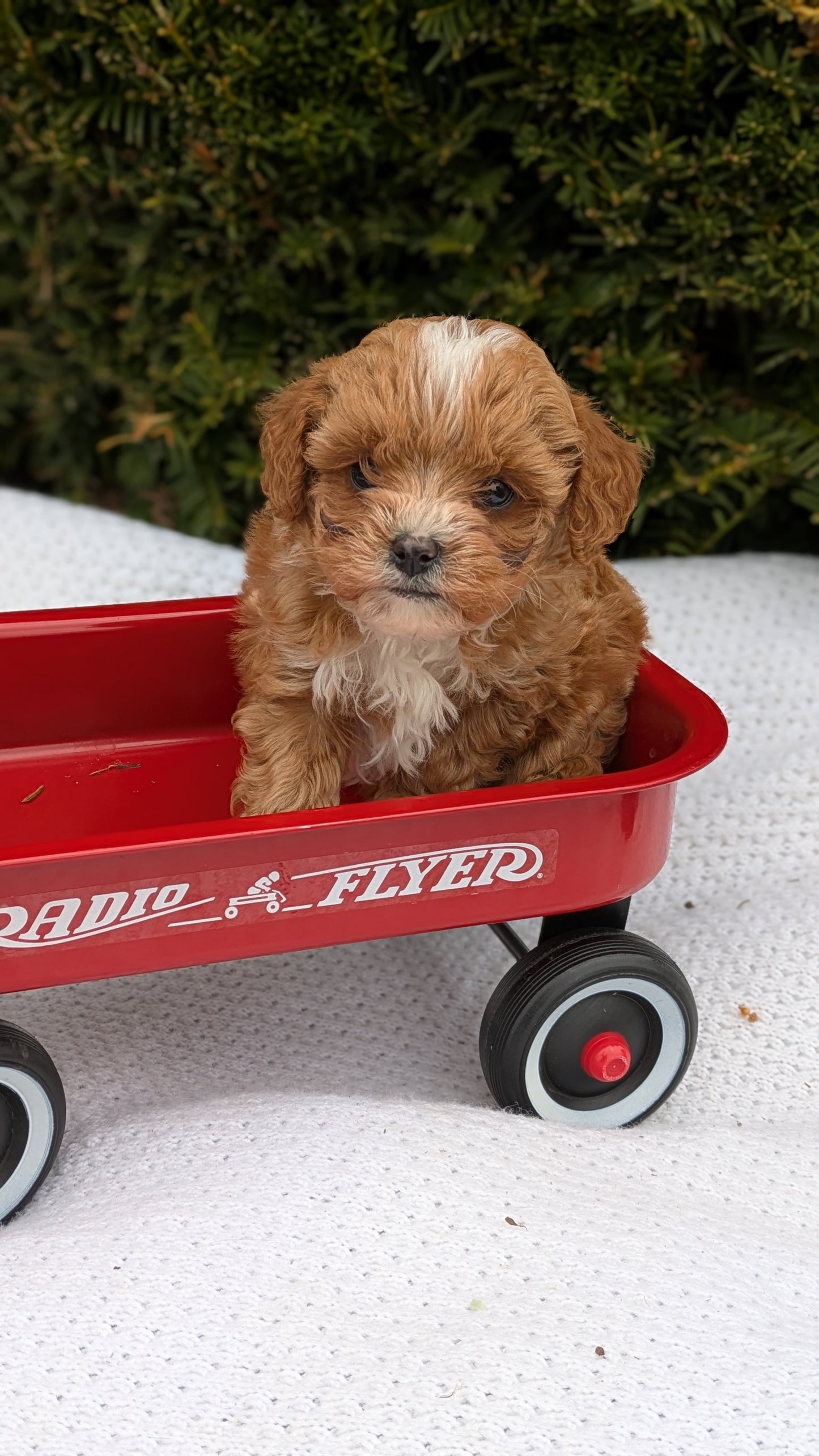 TOY CAVAPOO (02/26) MALE