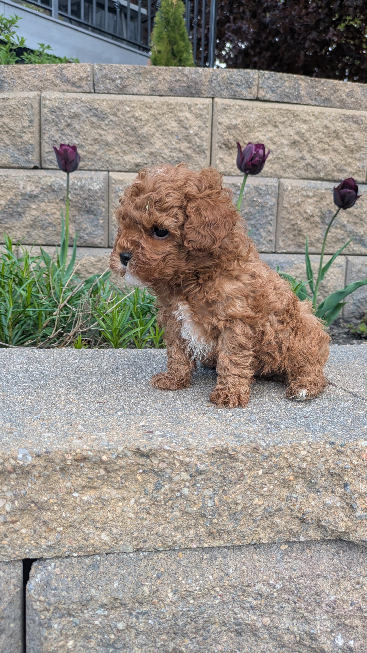 CAVAPOO (03/24) MALE