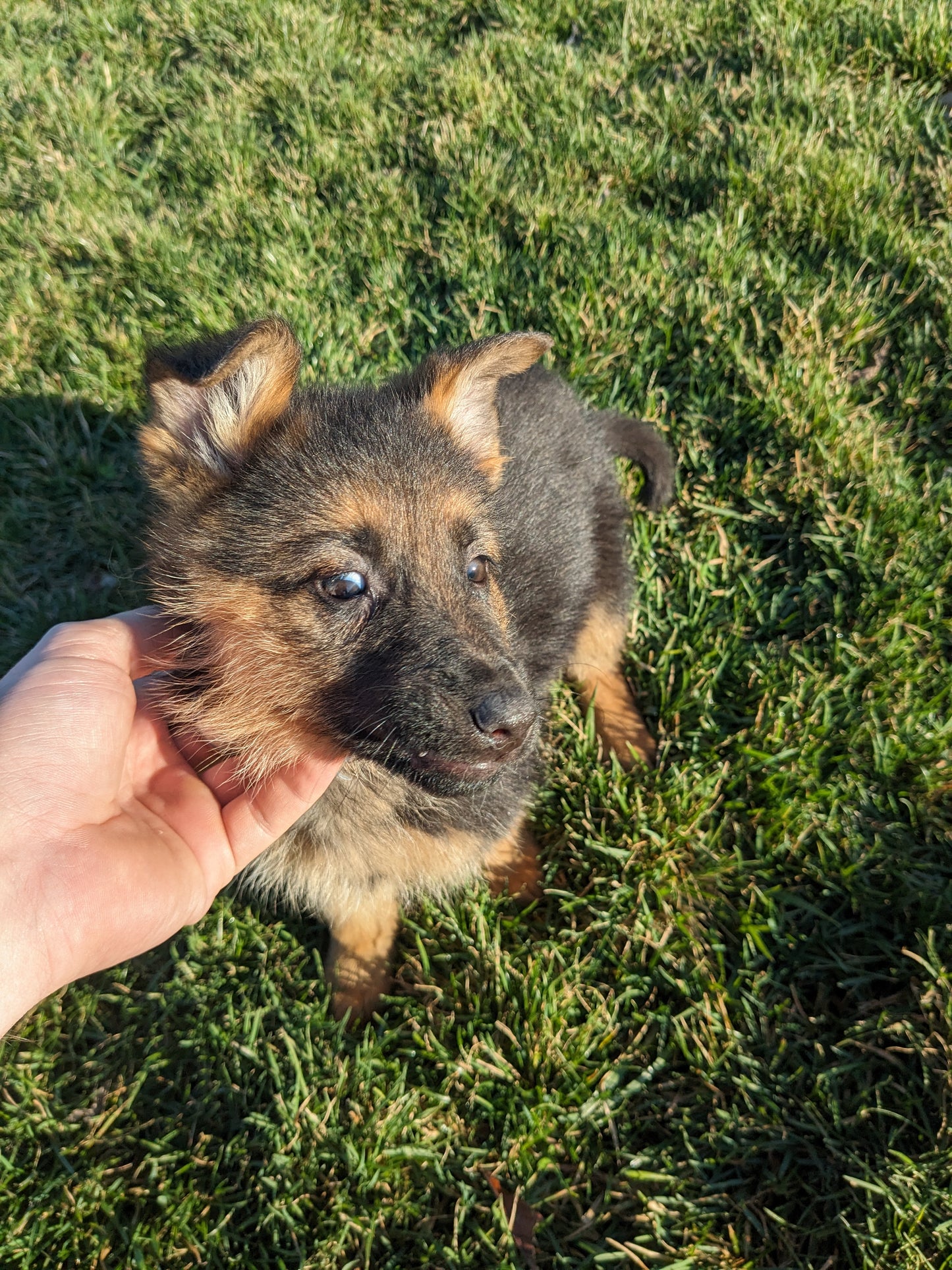 German Shepherd (01/09) Female