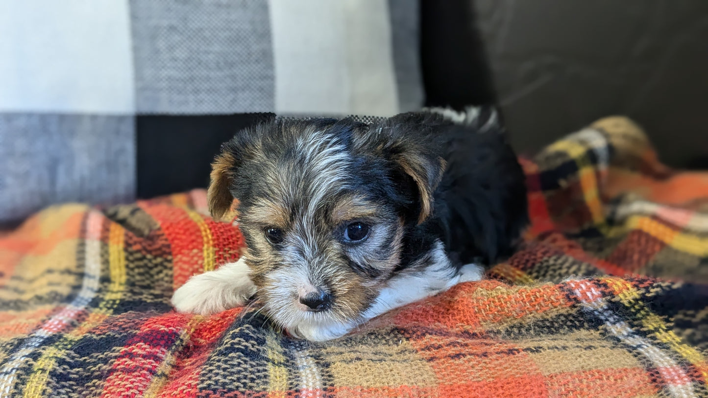 YORKSHIRE TERRIER (09/28) FEMALE