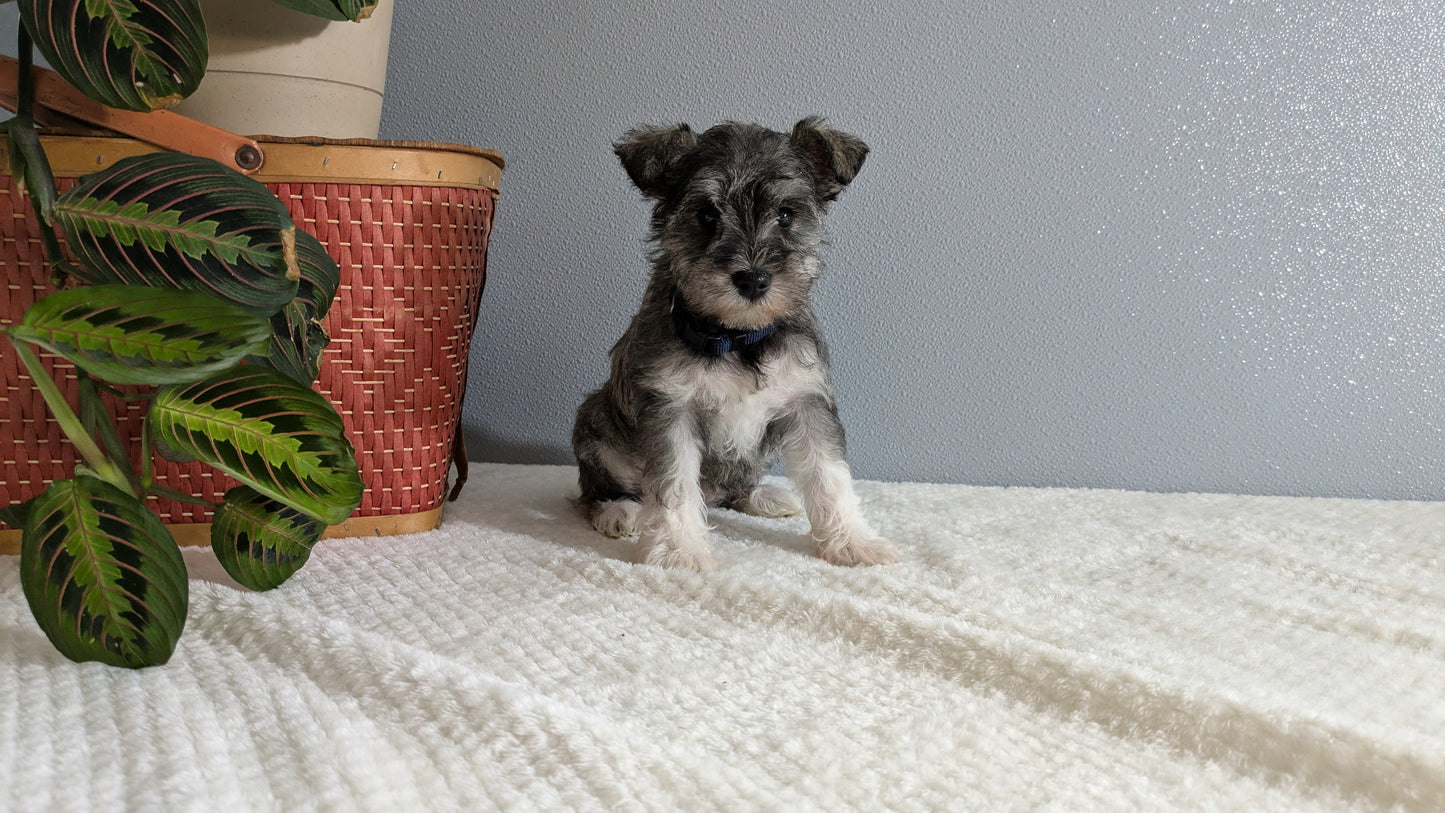 MINI SCHNAUZER (01/08) FEMALE