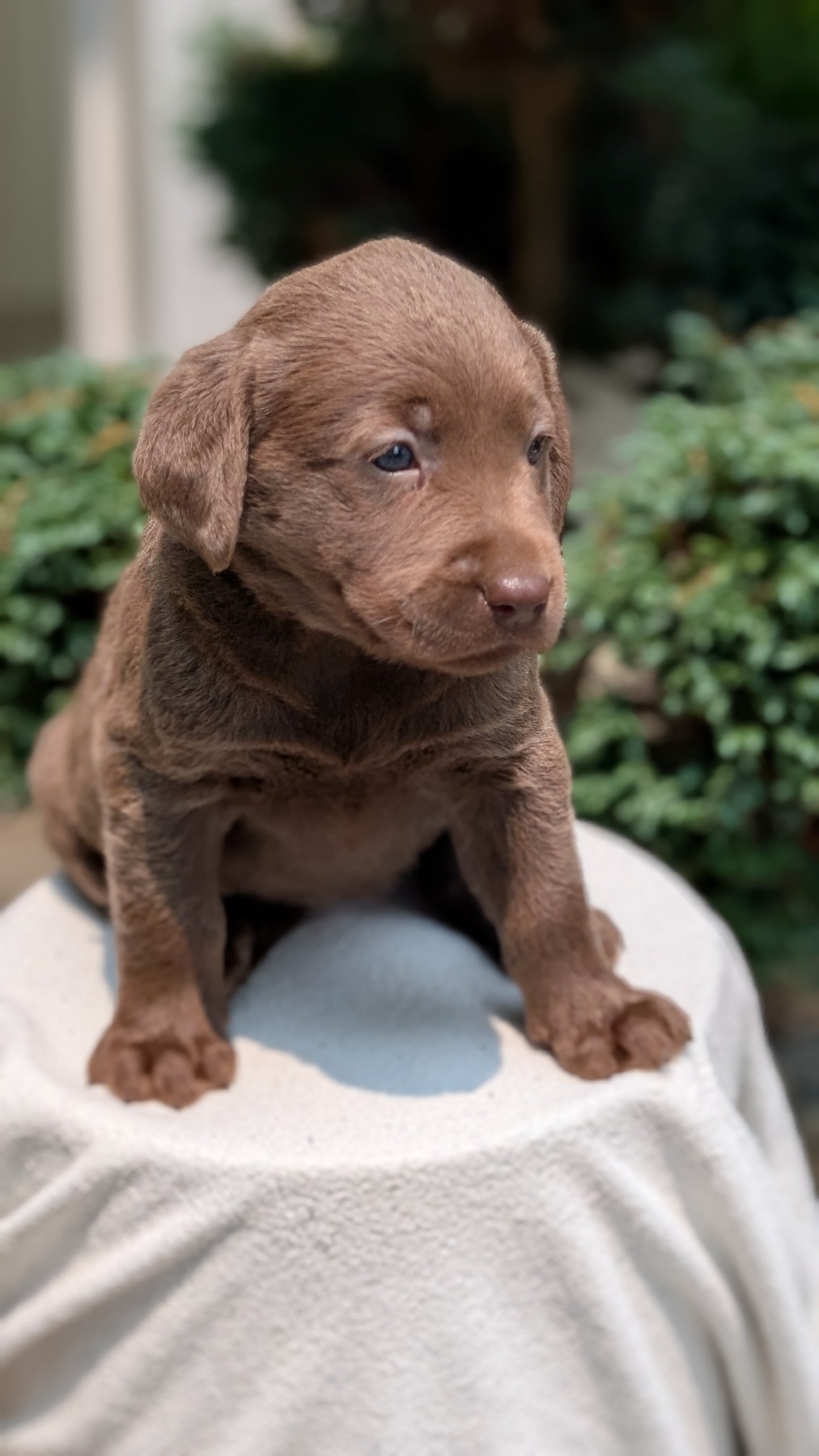 LABRADOR RETRIEVER (05/03) FEMALE