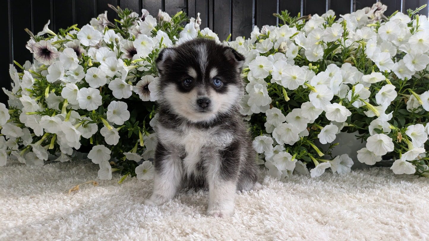 POMSKY (04/01) MALE