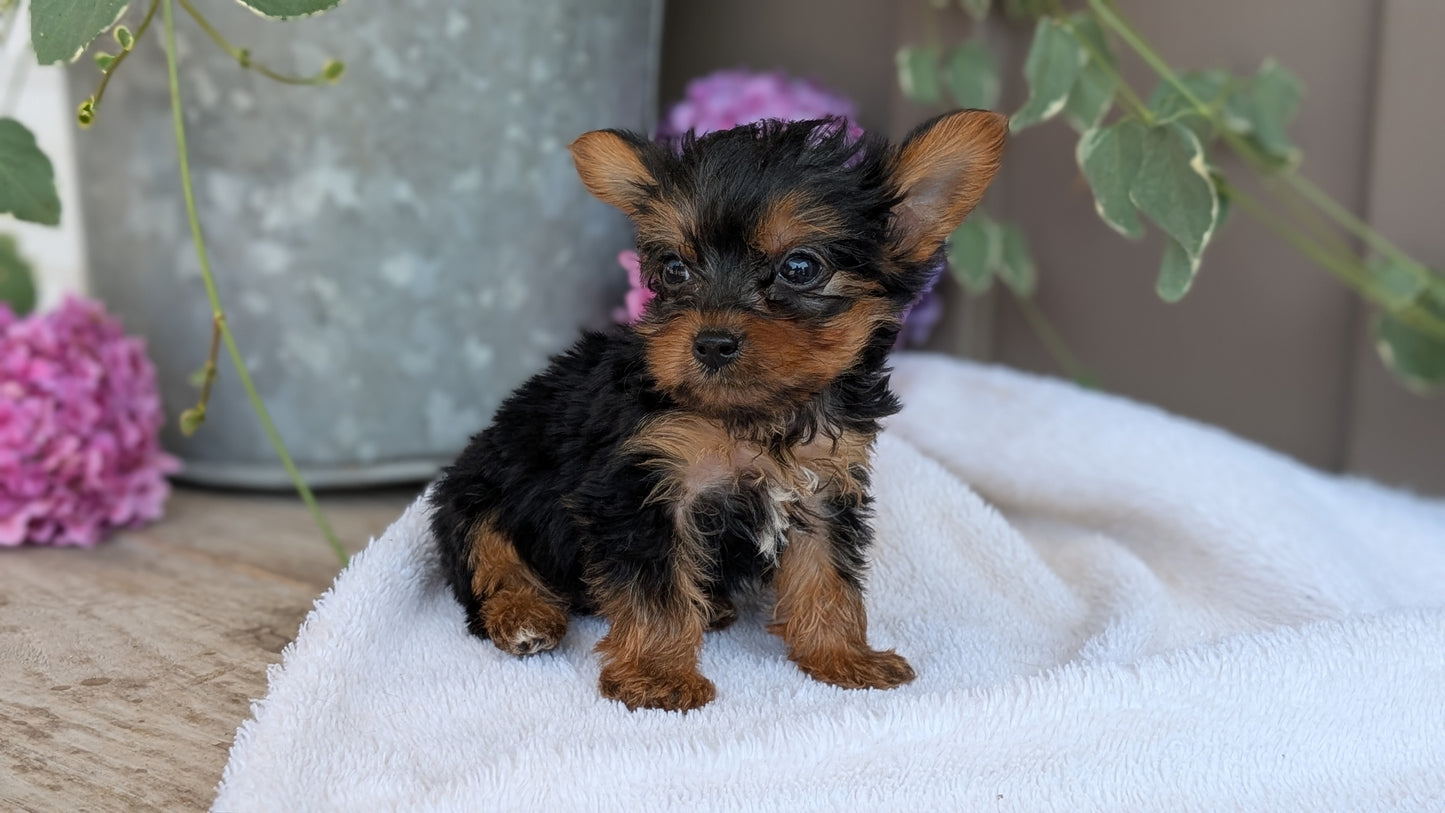 YORKSHIRE TERRIER (06/05) MALE