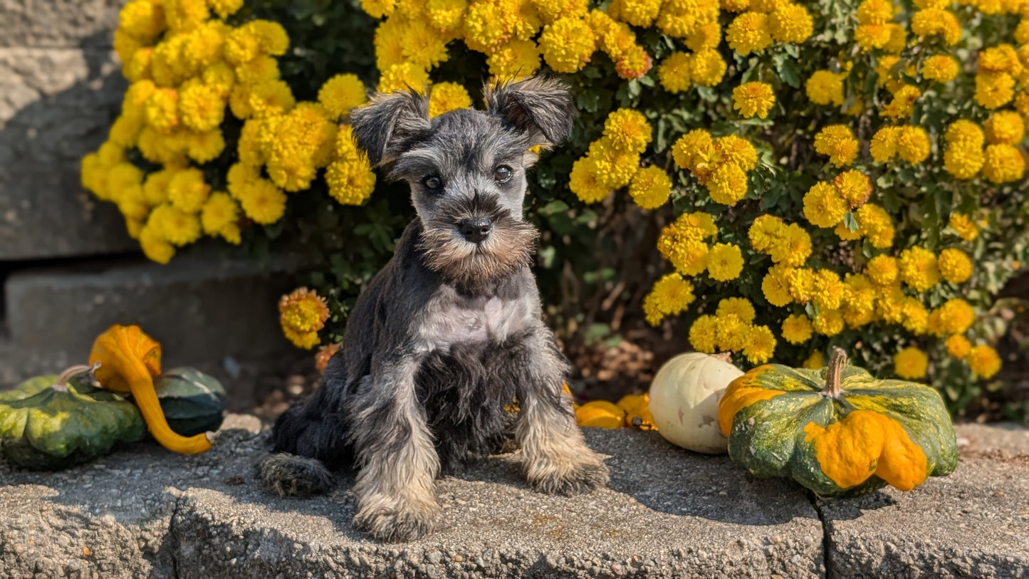 MINI SCHNAUZER (08/21) FEMALE