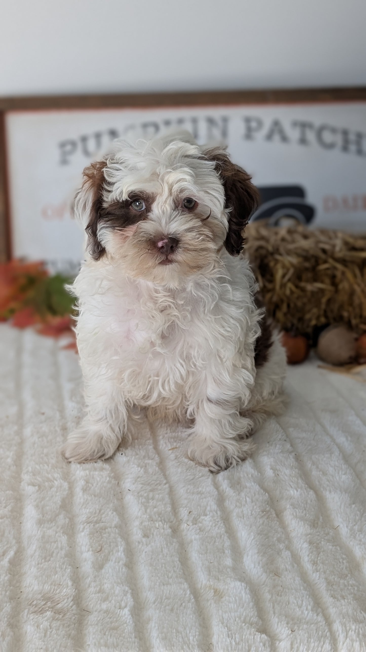 SHIHPOO (07/26) MALE