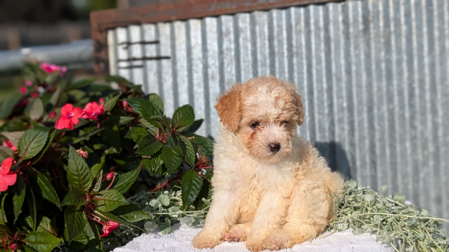 TOY POODLE (07/06) FEMALE