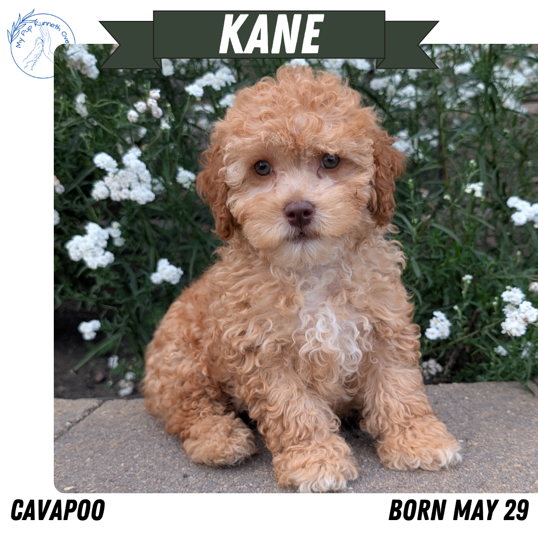 CAVAPOO (05/29) MALE