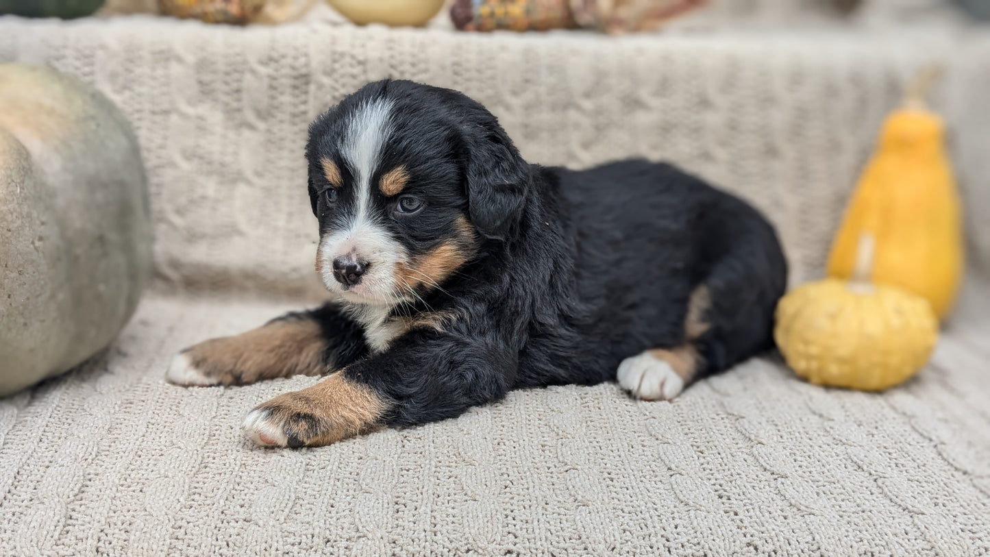 BERNESE MOUNTAIN DOG (08/18) FEMALE