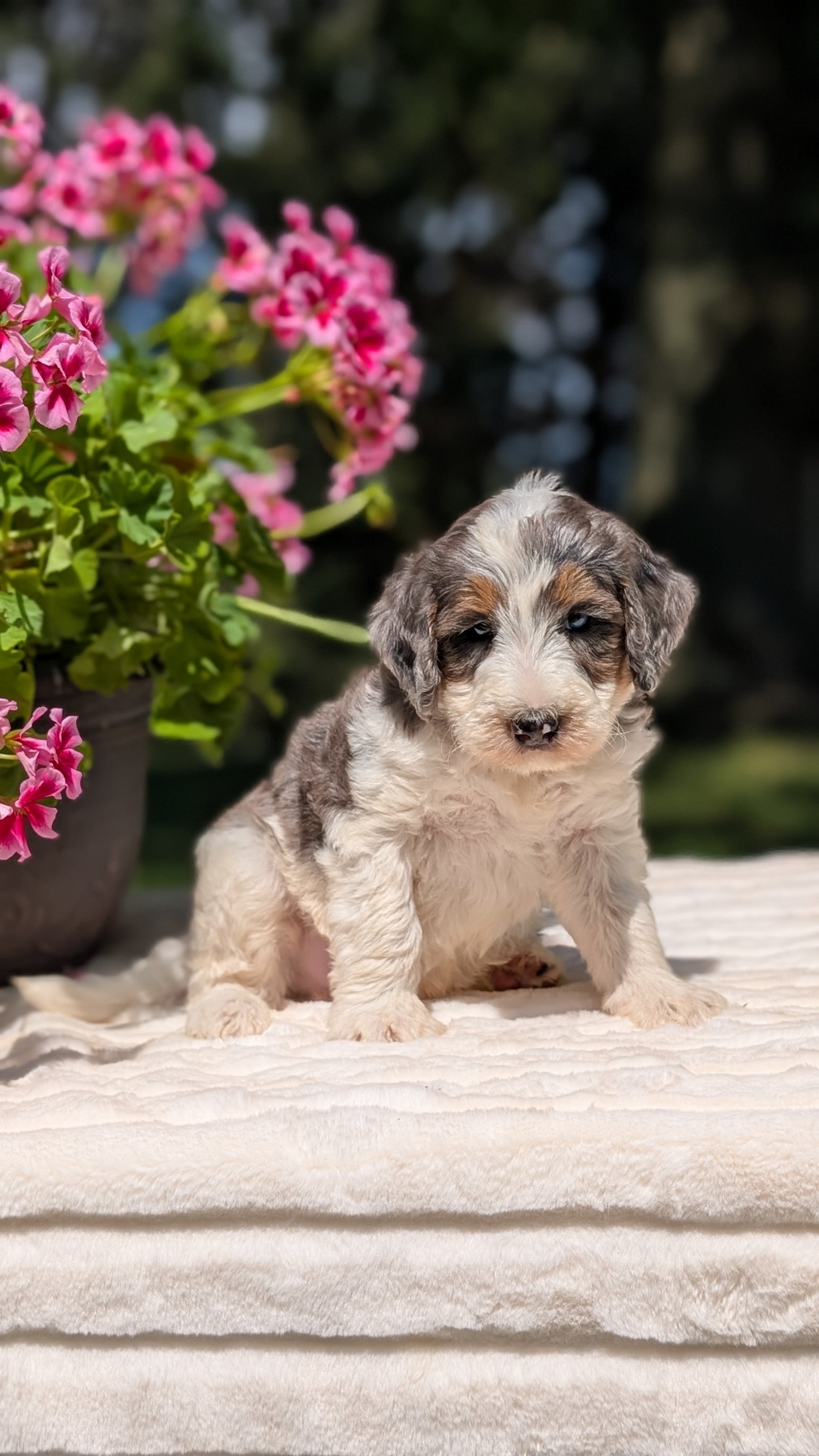 MINI BERNEDOODLE (06/11) MALE