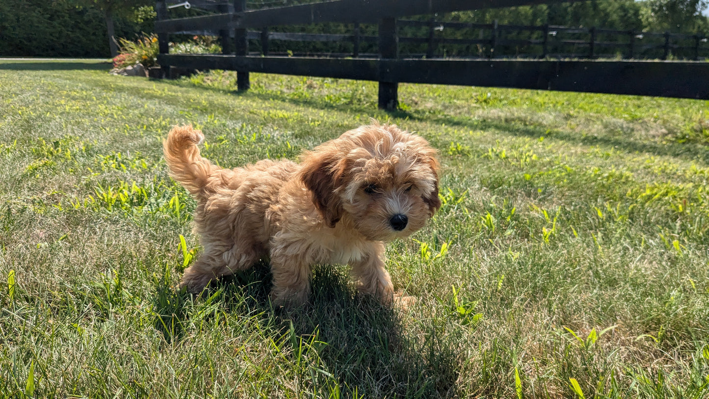 CAVAPOO (05/12) MALE