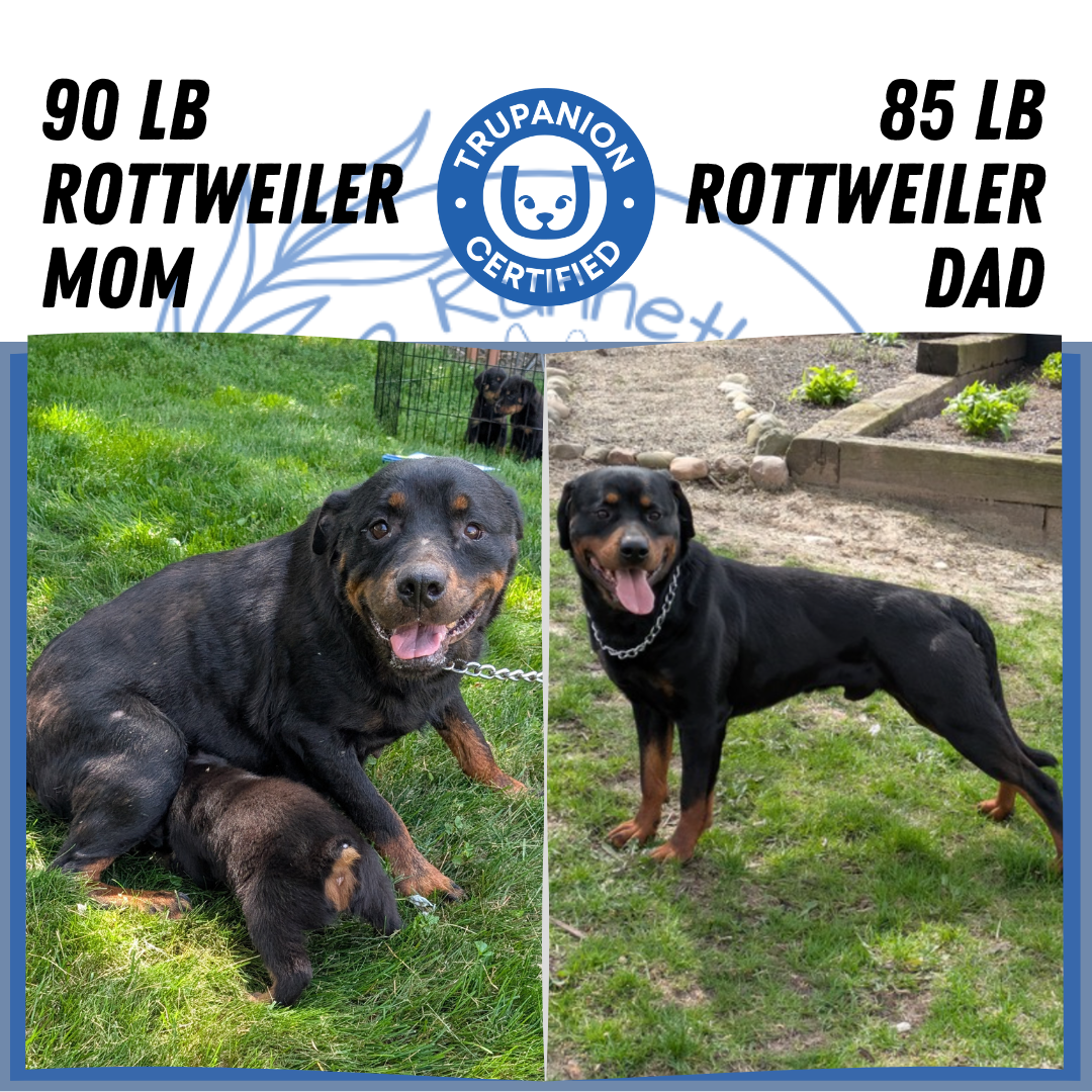 ROTTWEILER (05/28) FEMALE
