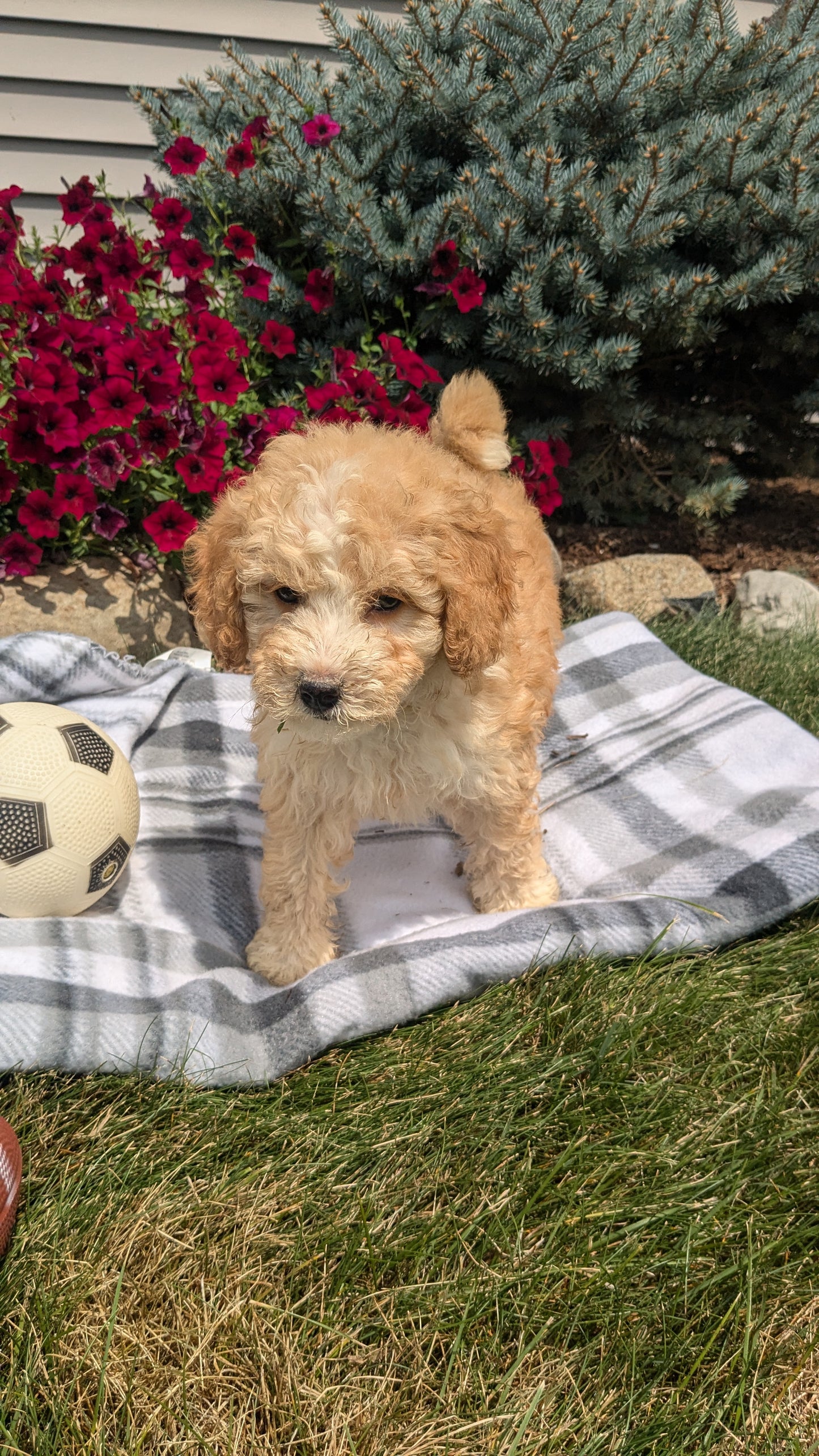 TOY BERNEDOODLE (06/11) FEMALE