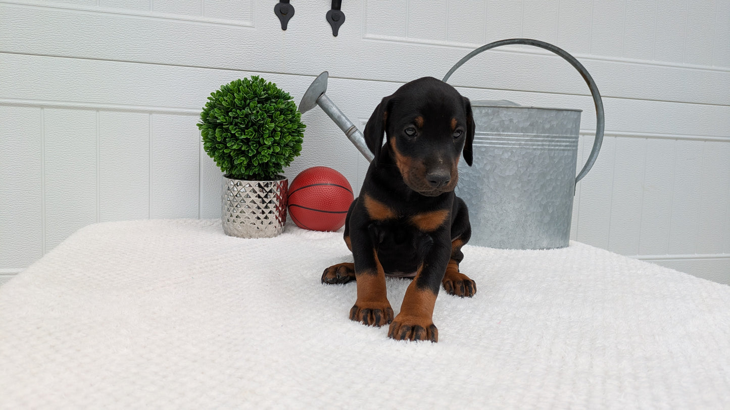 DOBERMAN PINSCHER (03/22) FEMALE
