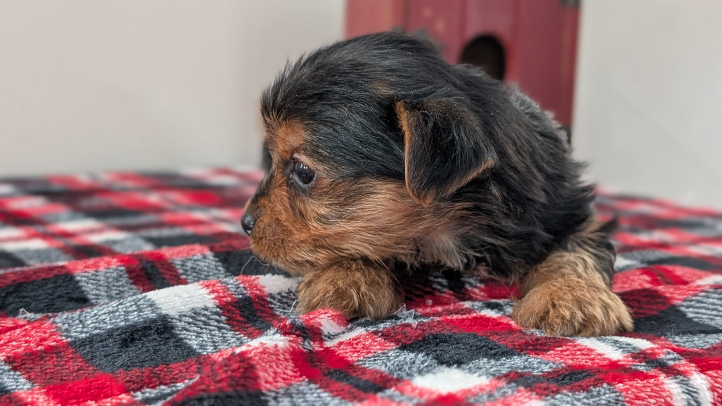 YORKSHIRE TERRIER (DEC 20) MALE