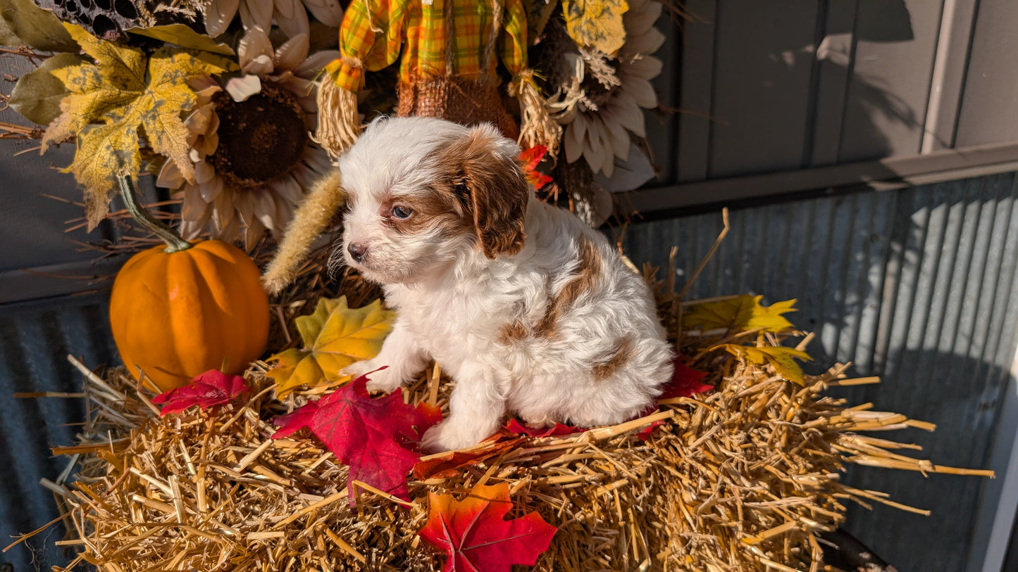 CAVAPOO (07/26) MALE