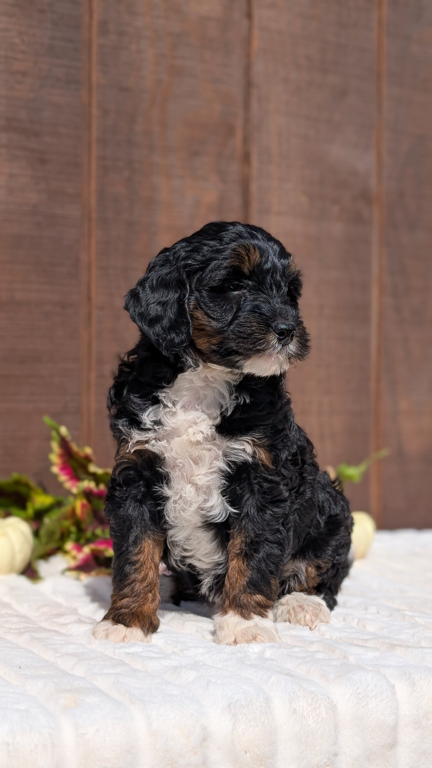 MINI BERNEDOODLE (08/06) FEMALE