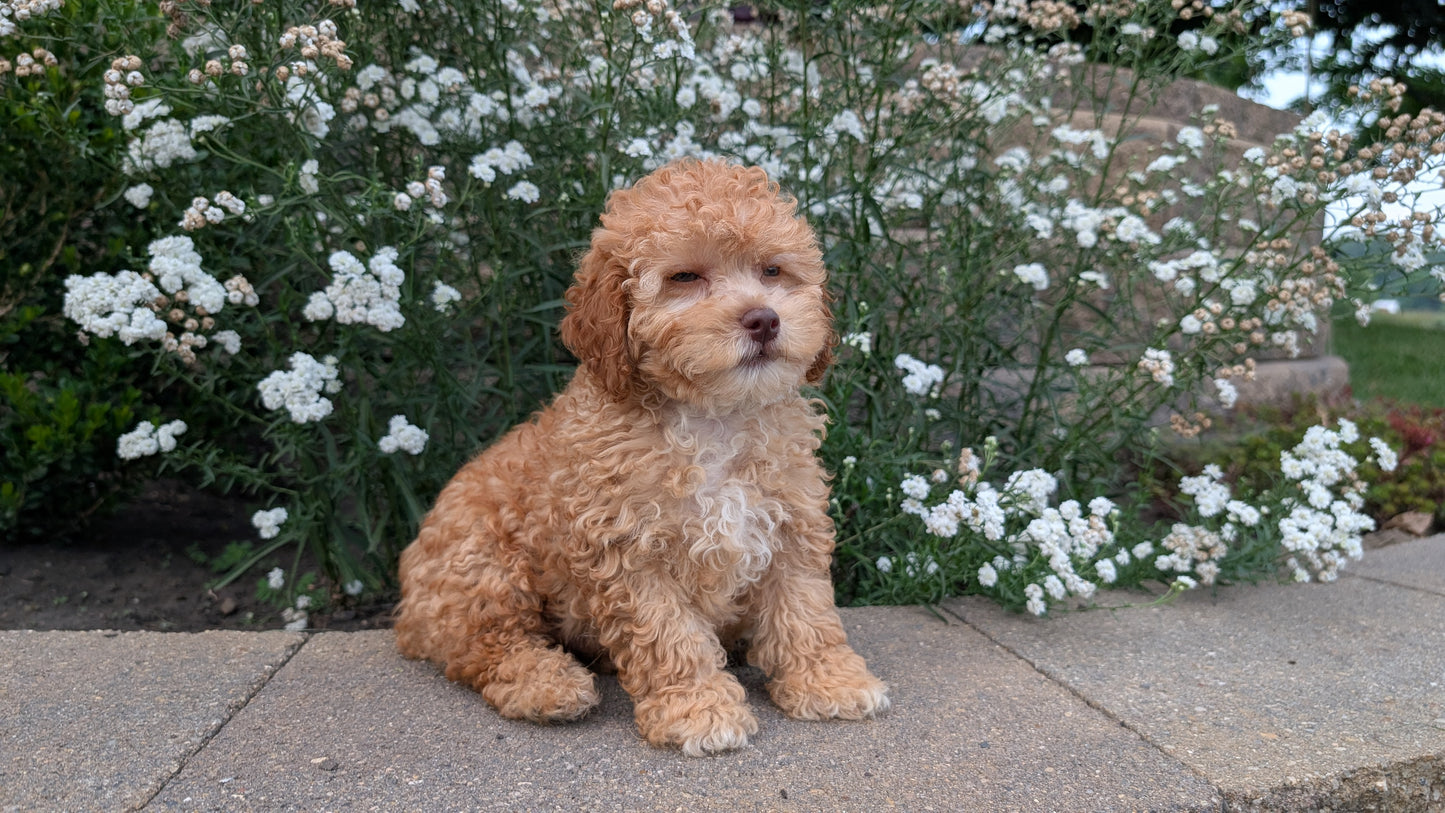 CAVAPOO (05/29) MALE