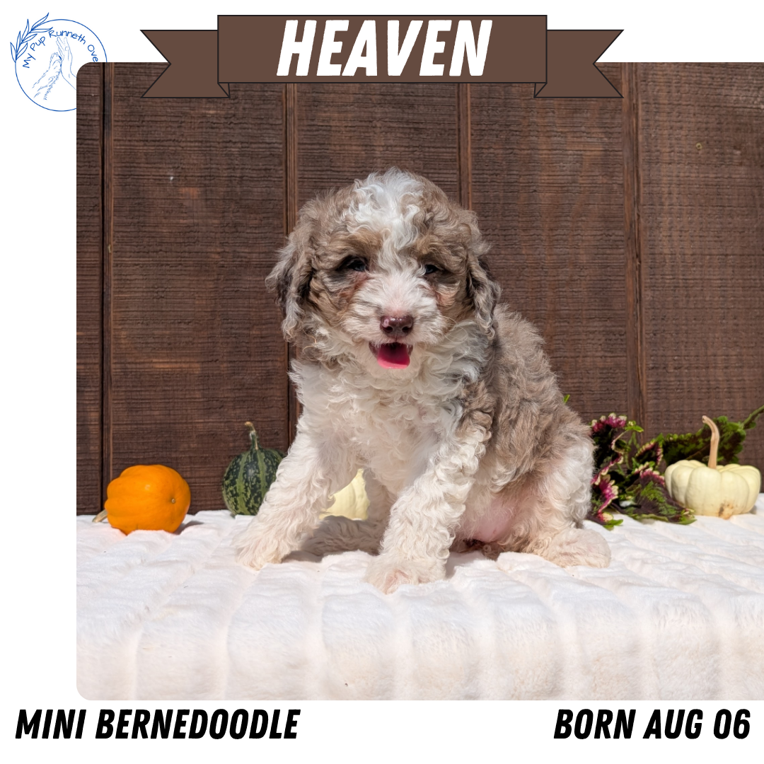 MINI BERNEDOODLE (08/06) FEMALE