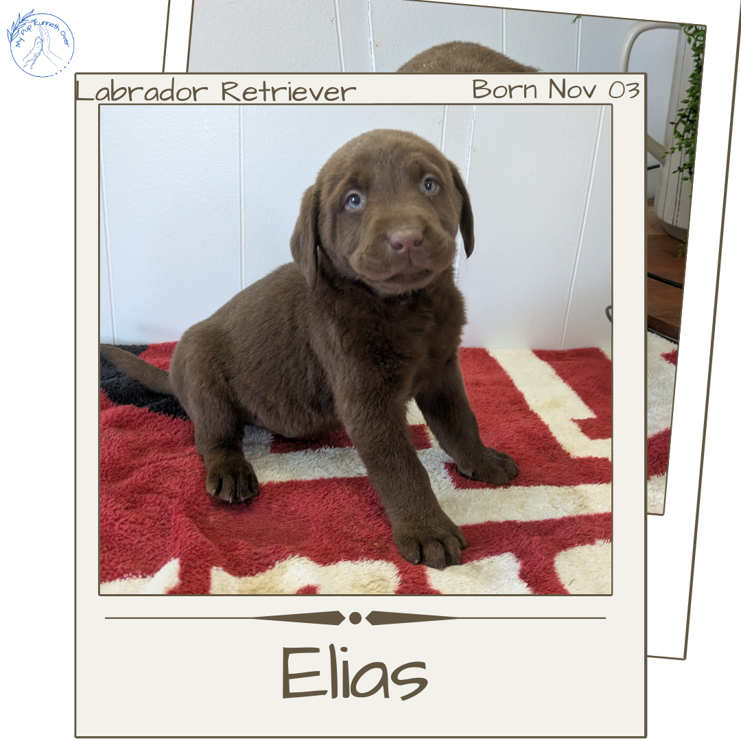 LABRADOR RETRIEVER (11/03) MALE