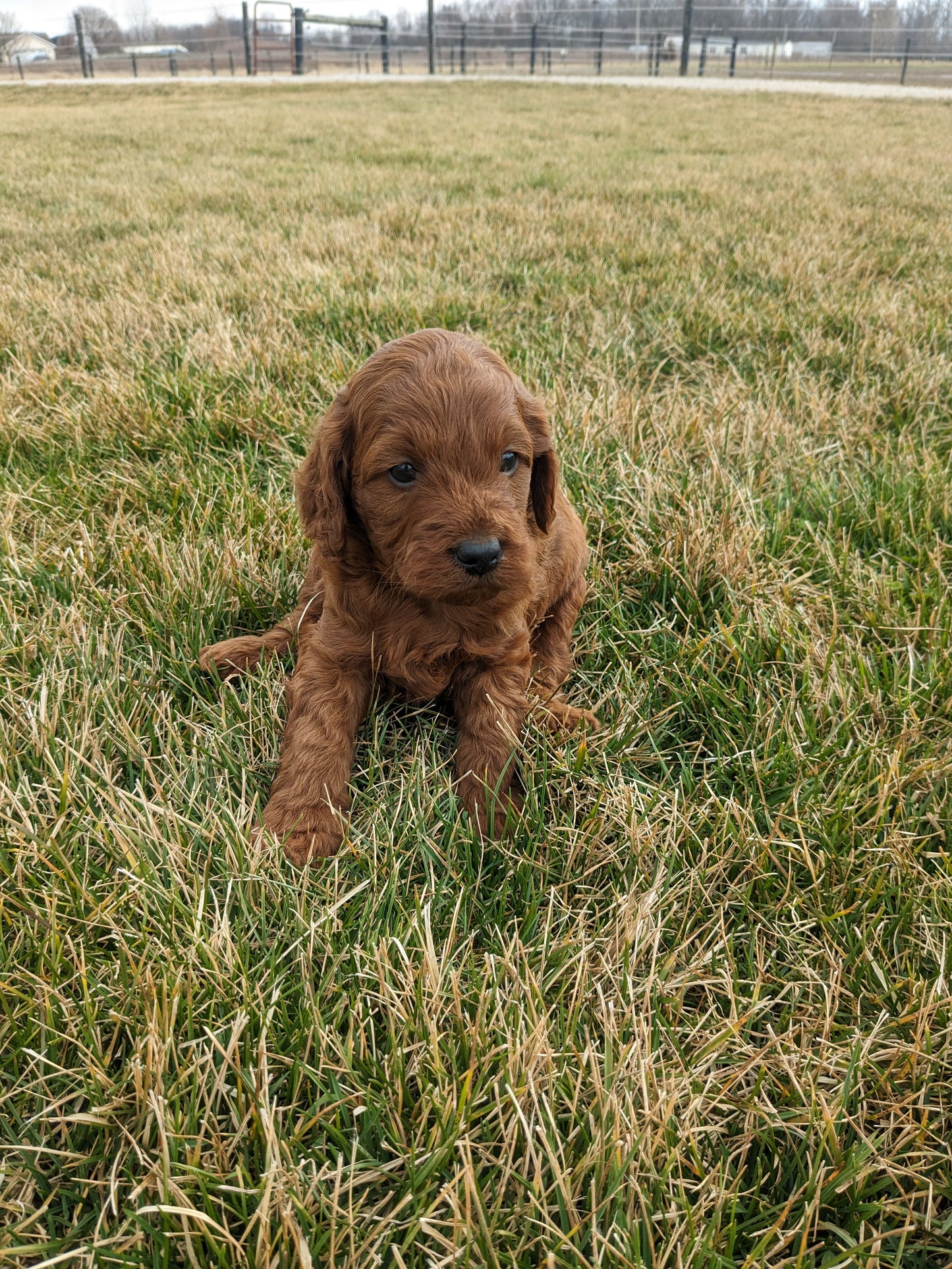 IRISH DOODLE (1/31) MALE