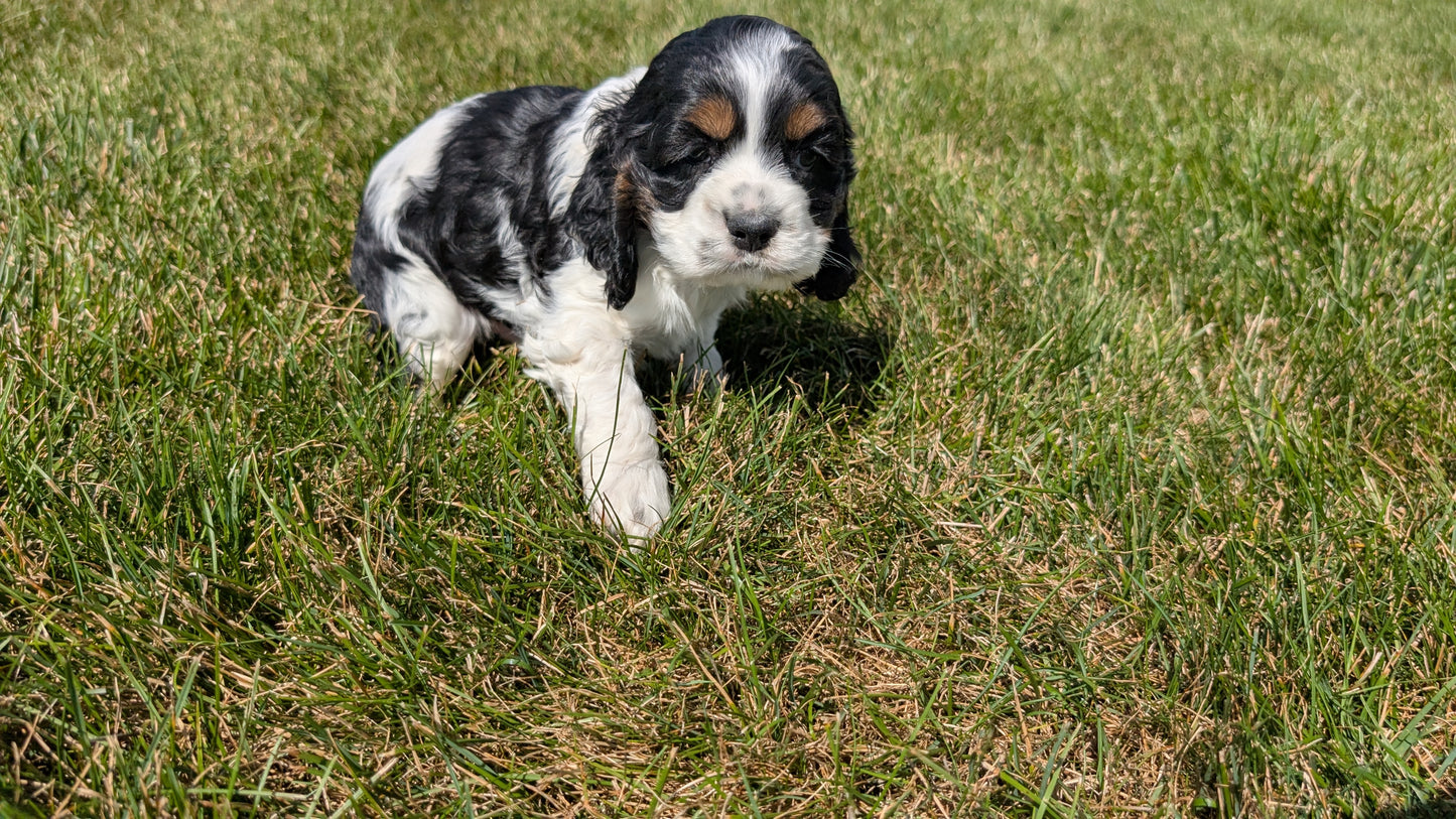 COCKER SPANIEL (07/17) MALE