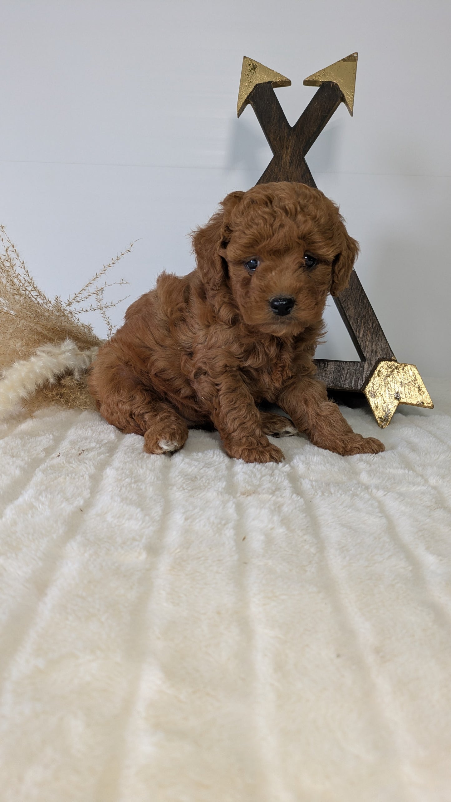MINI GOLDENDOODLE (03/28) FEMALE