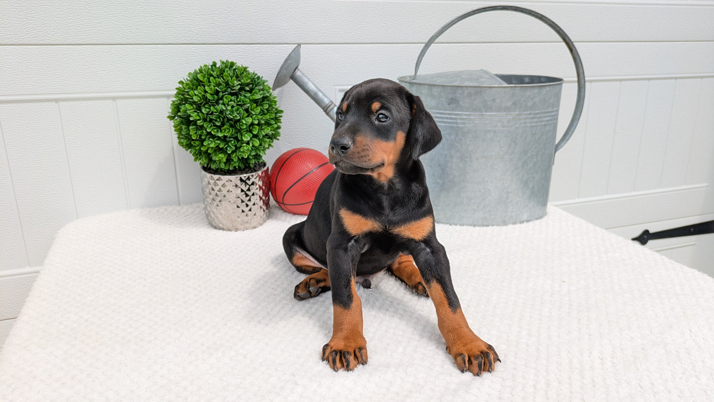 DOBERMAN PINSCHER (03/22) MALE