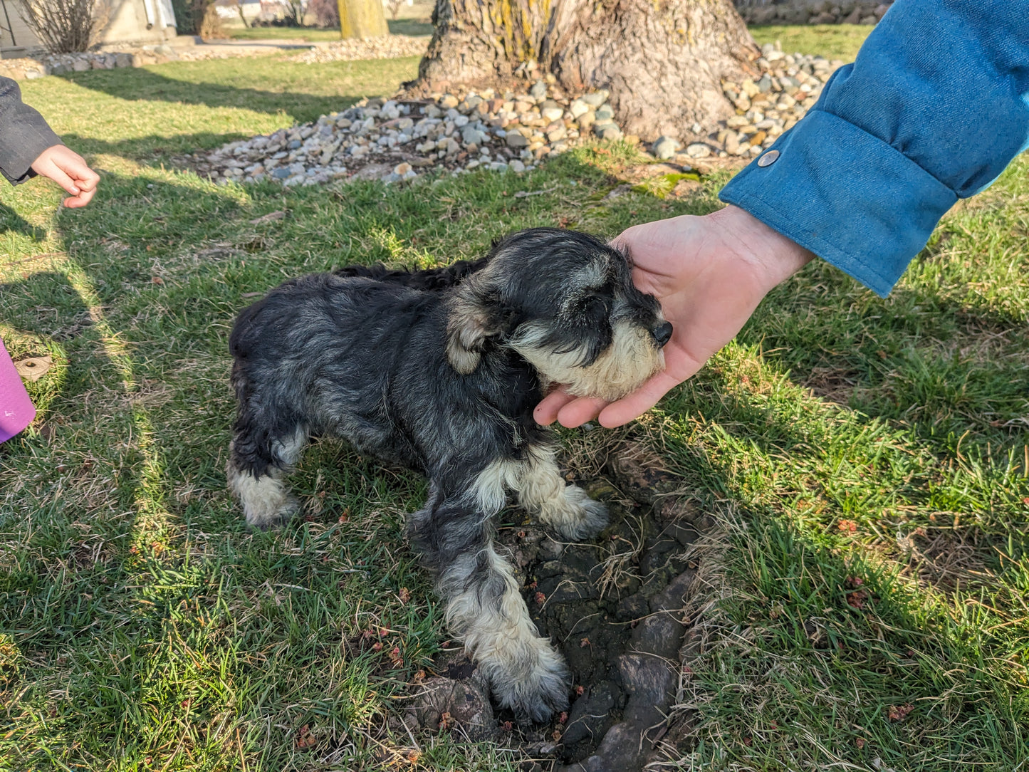 MINI SCHNAUZER (12/17/23) MALE