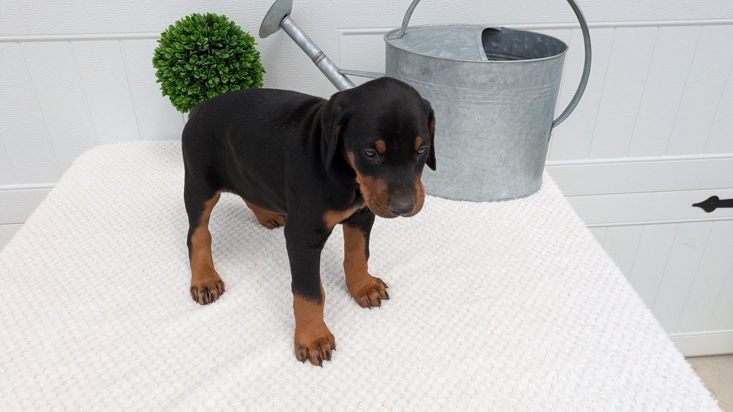 DOBERMAN PINSCHER (03/22) MALE