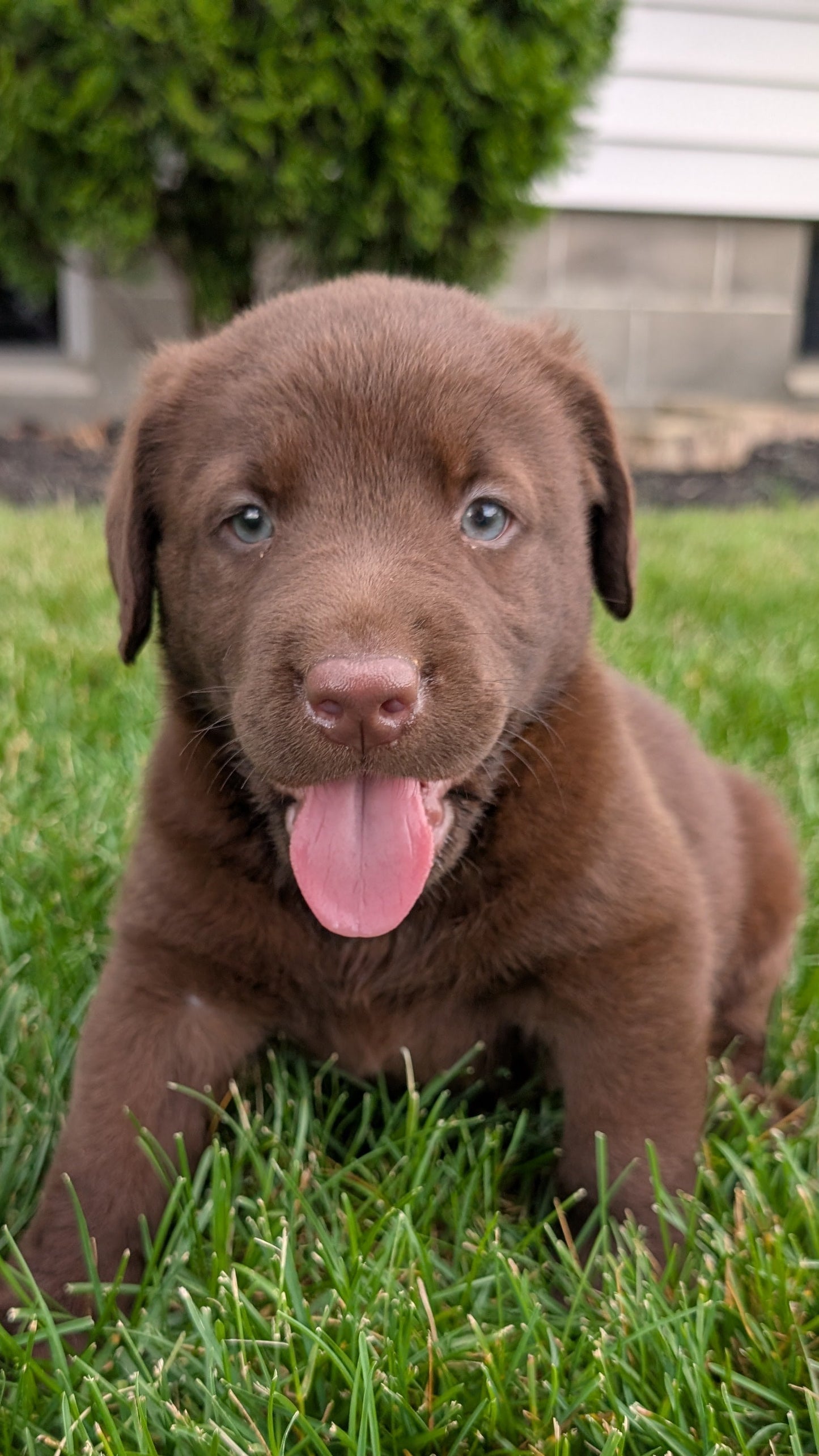 LABRADOR RETRIEVER (05/21) MALE