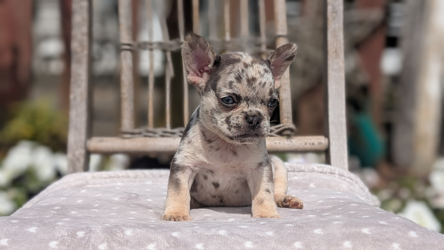FRENCH BULLDOG (07/11) FEMALE