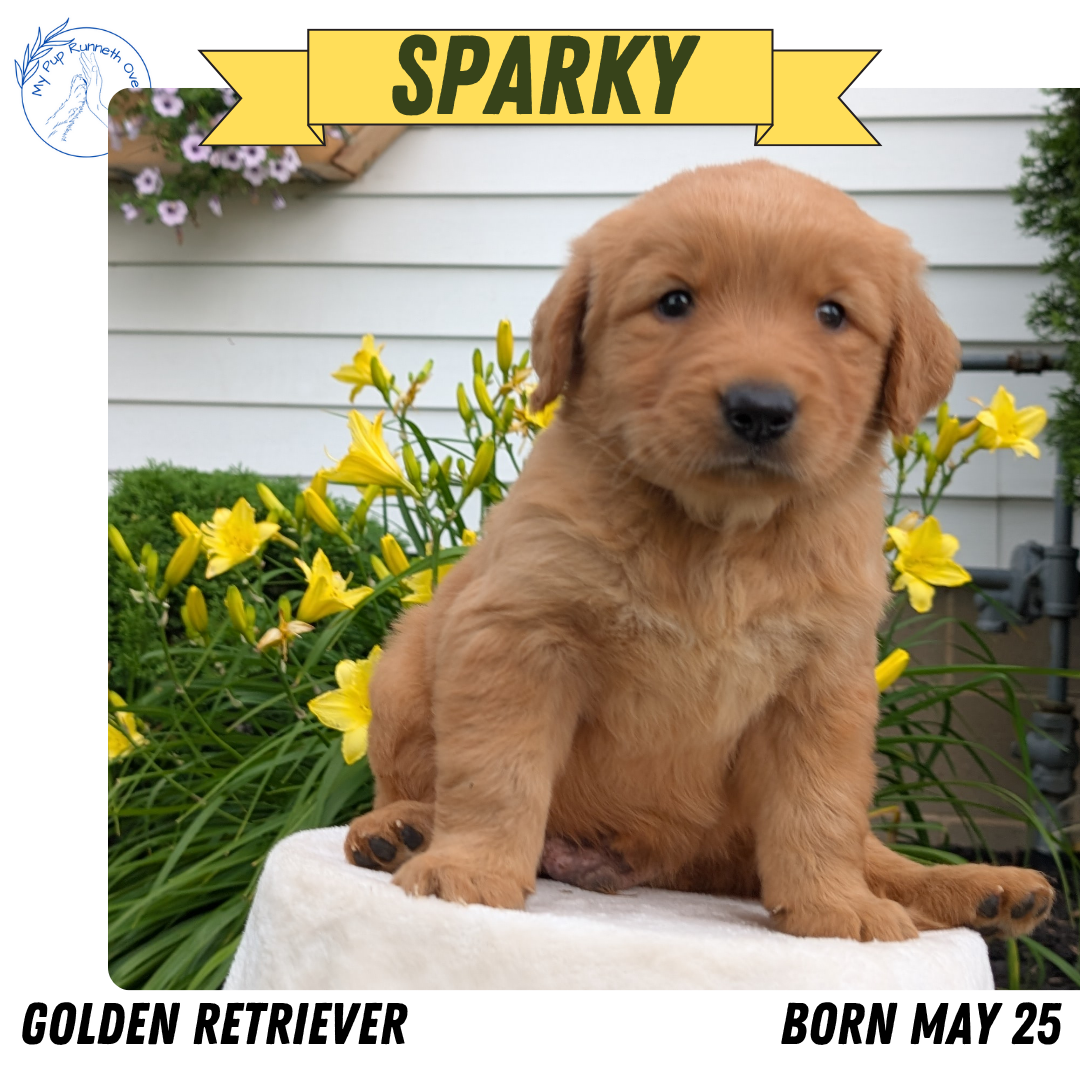 GOLDEN RETRIEVER (05/25) MALE