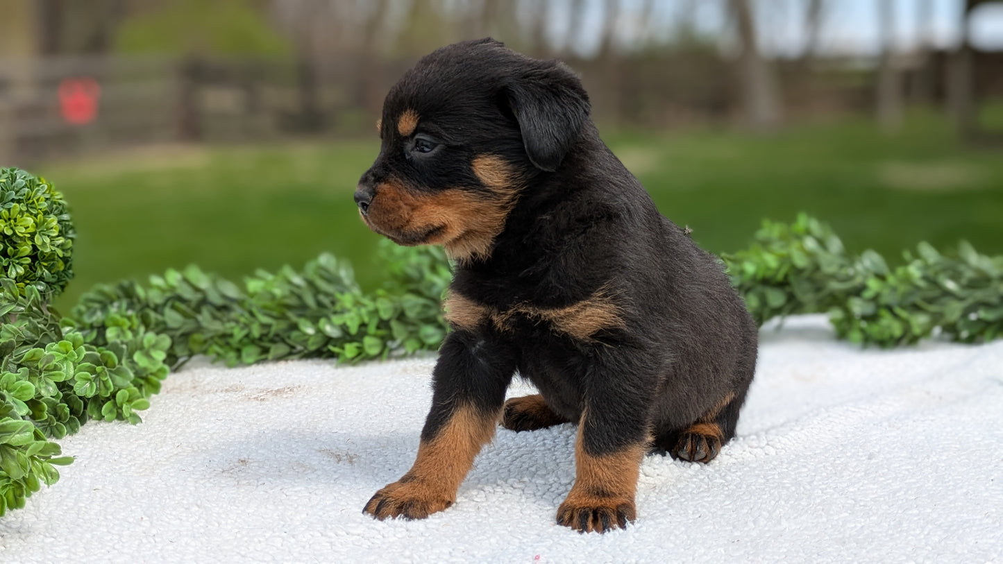 ROTTWEILER (03/18) MALE