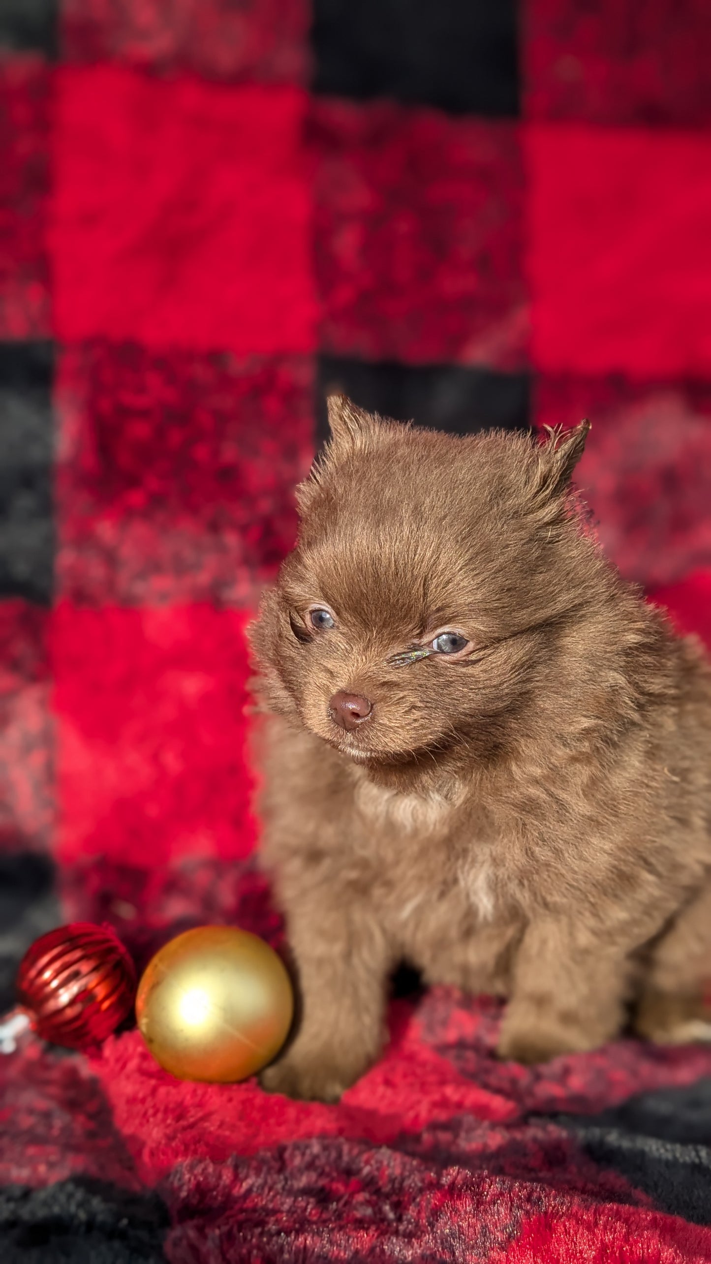 POMERANIAM (10/02) MALE