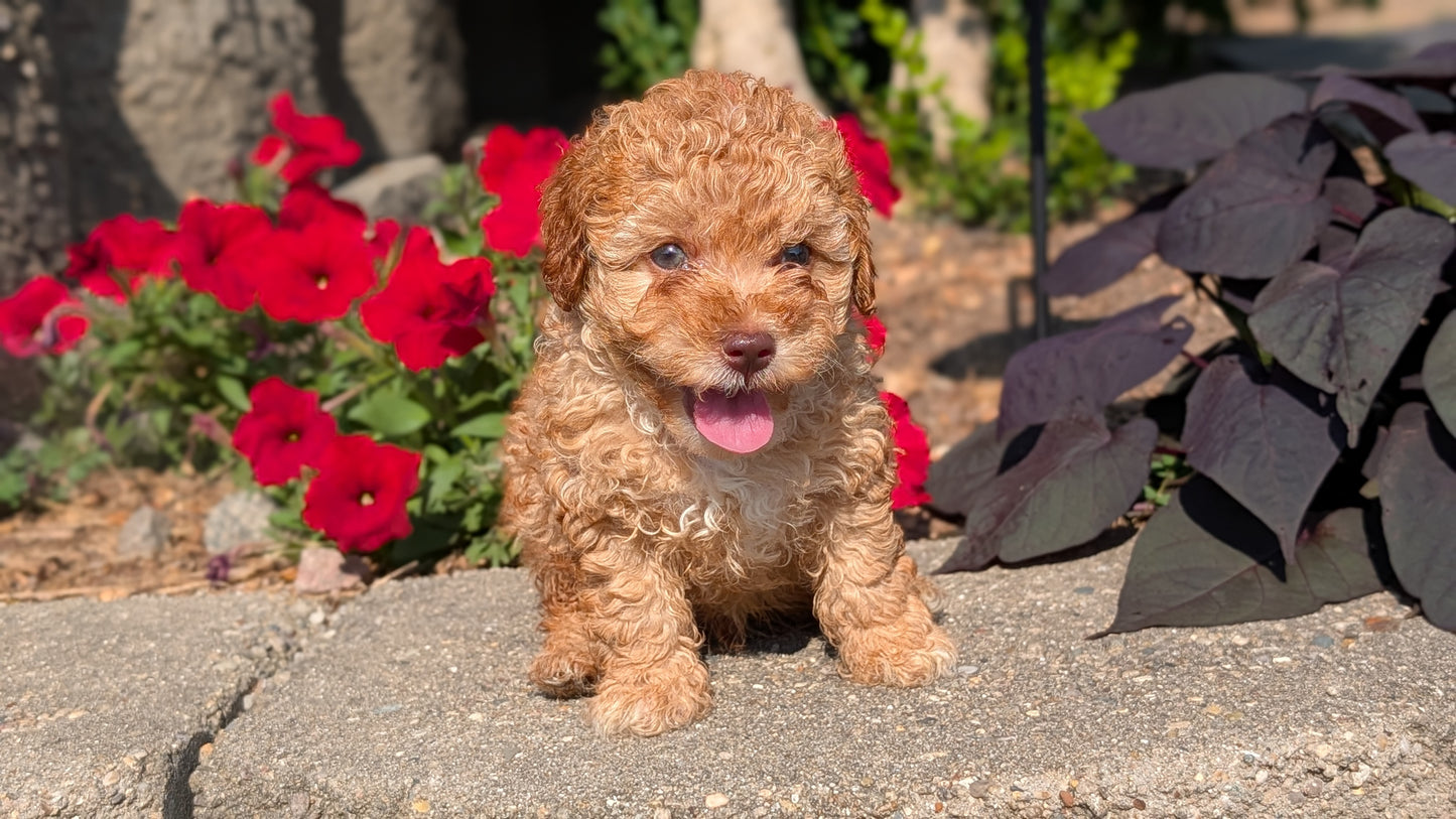 CAVAPOO (05/29) MALE