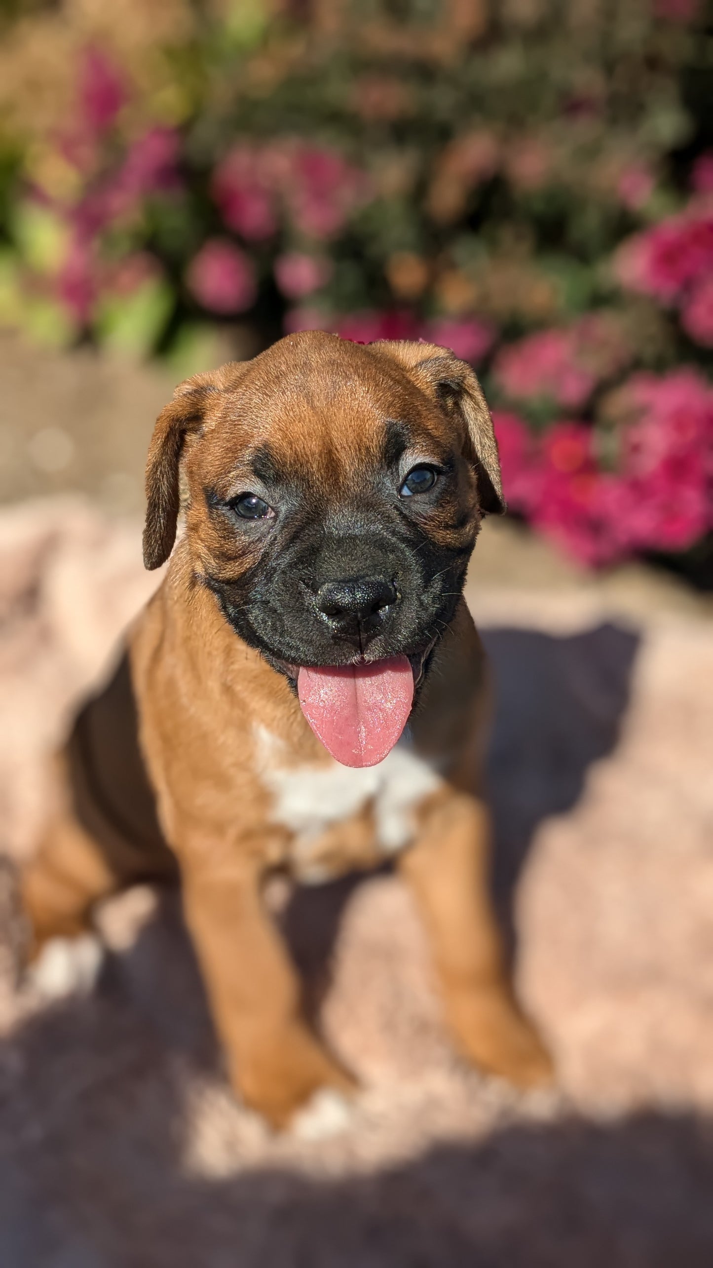 BOXER (09/08) MALE
