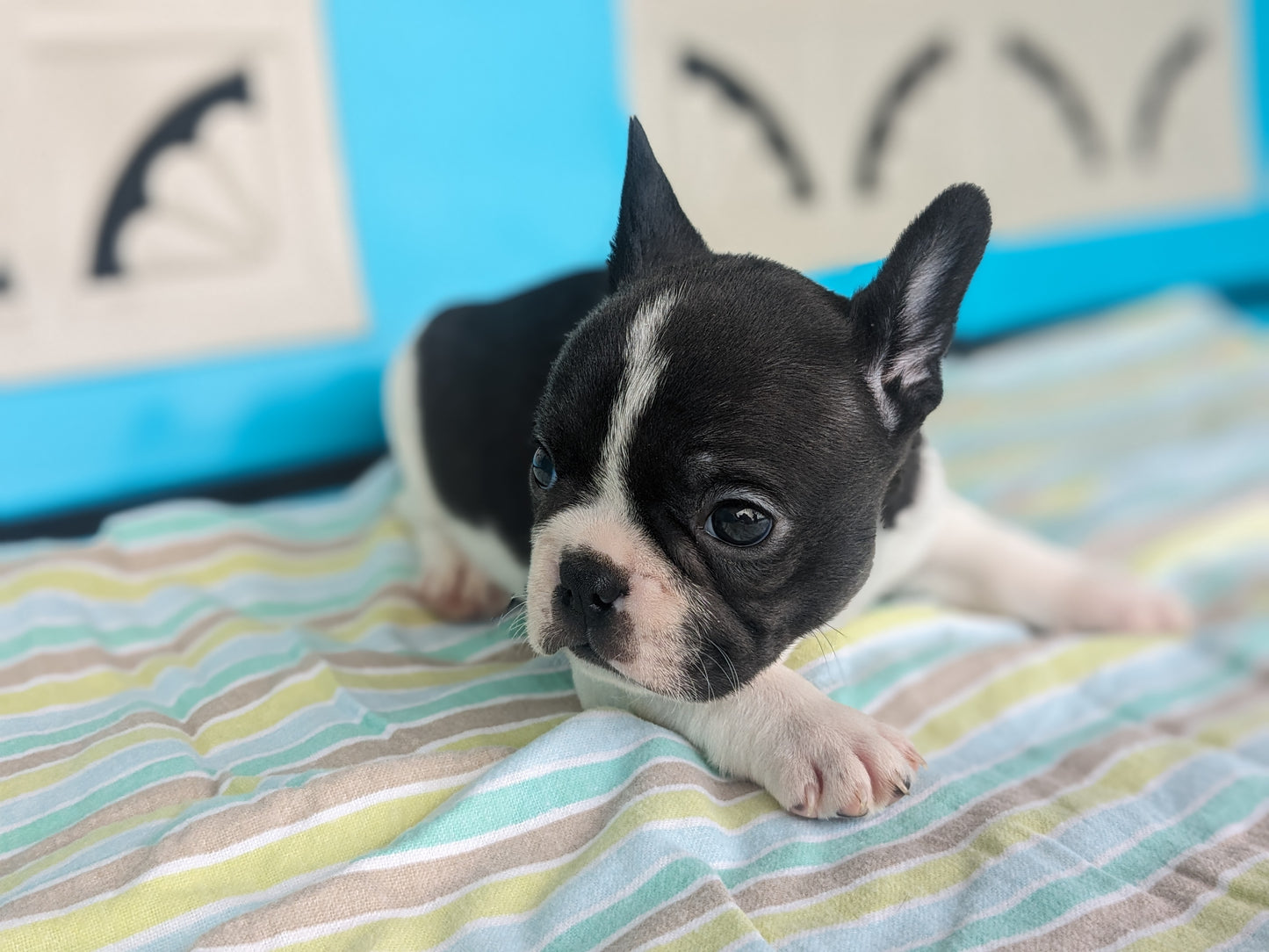 FRENCHTON (04/11) MALE