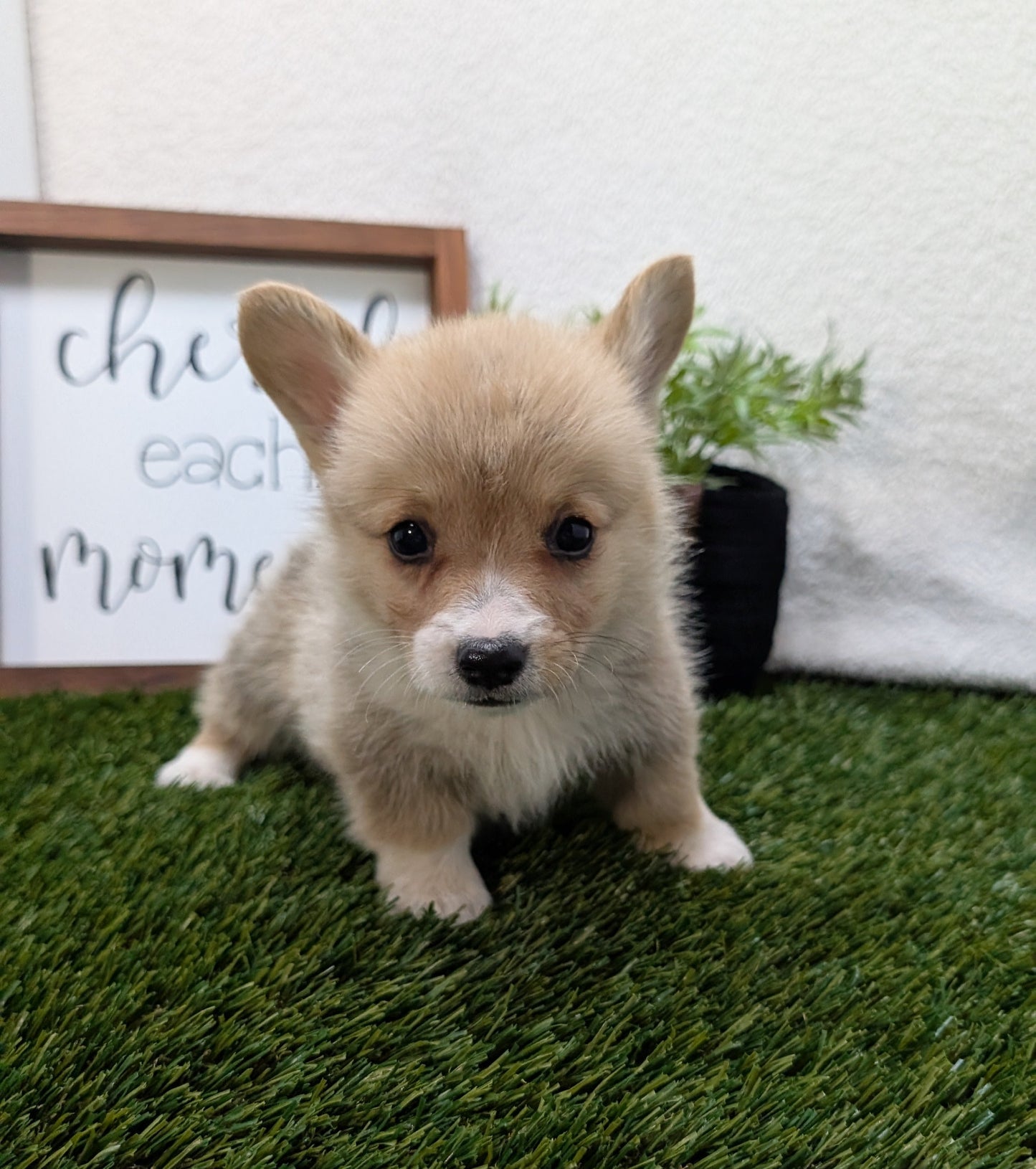 CORGI (07/10) MALE