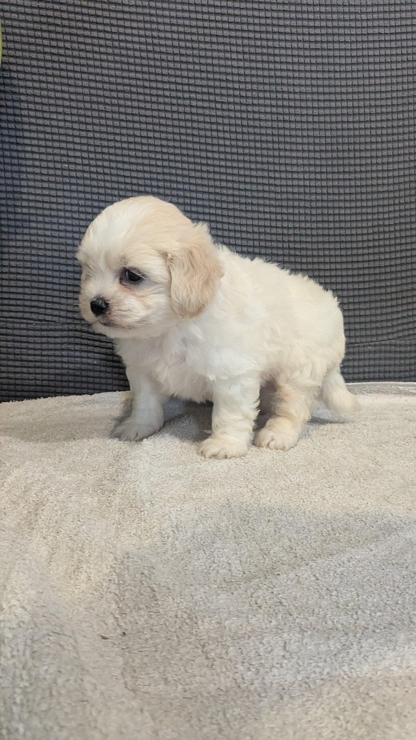 TEDDY BEAR (06/23) FEMALE