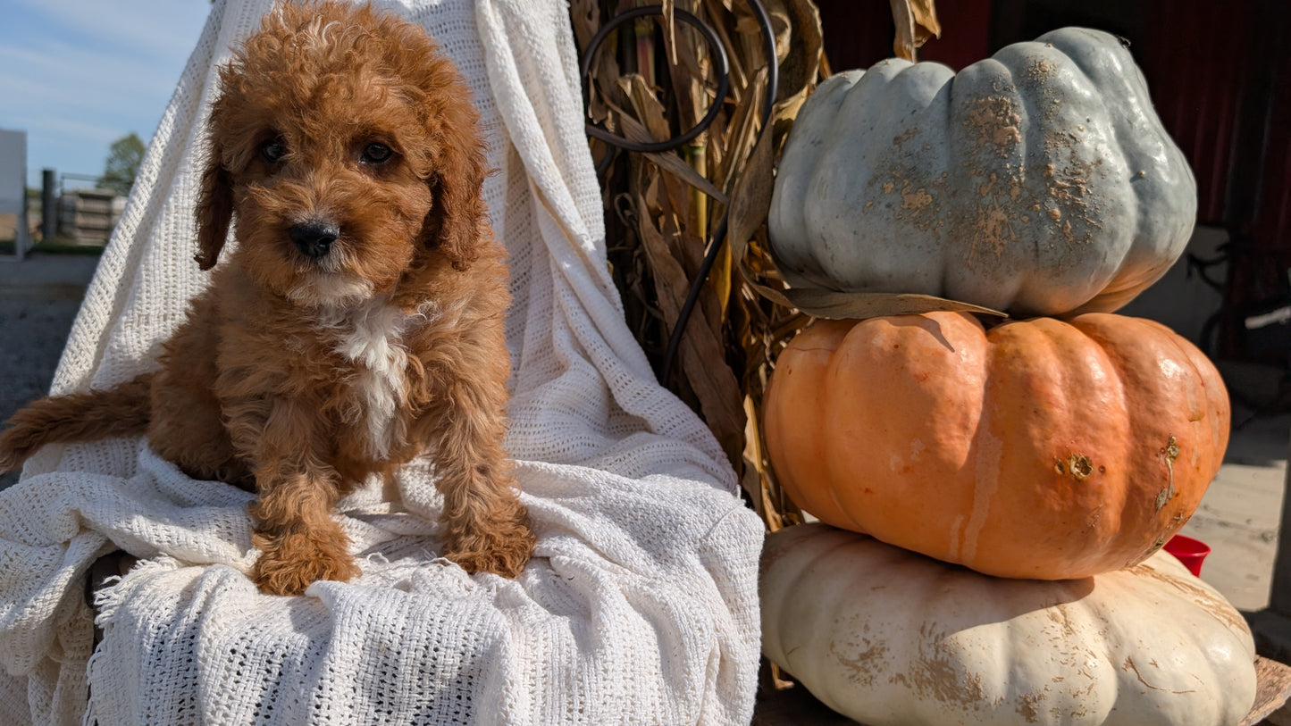 CAVAPOO (07/26) MALE
