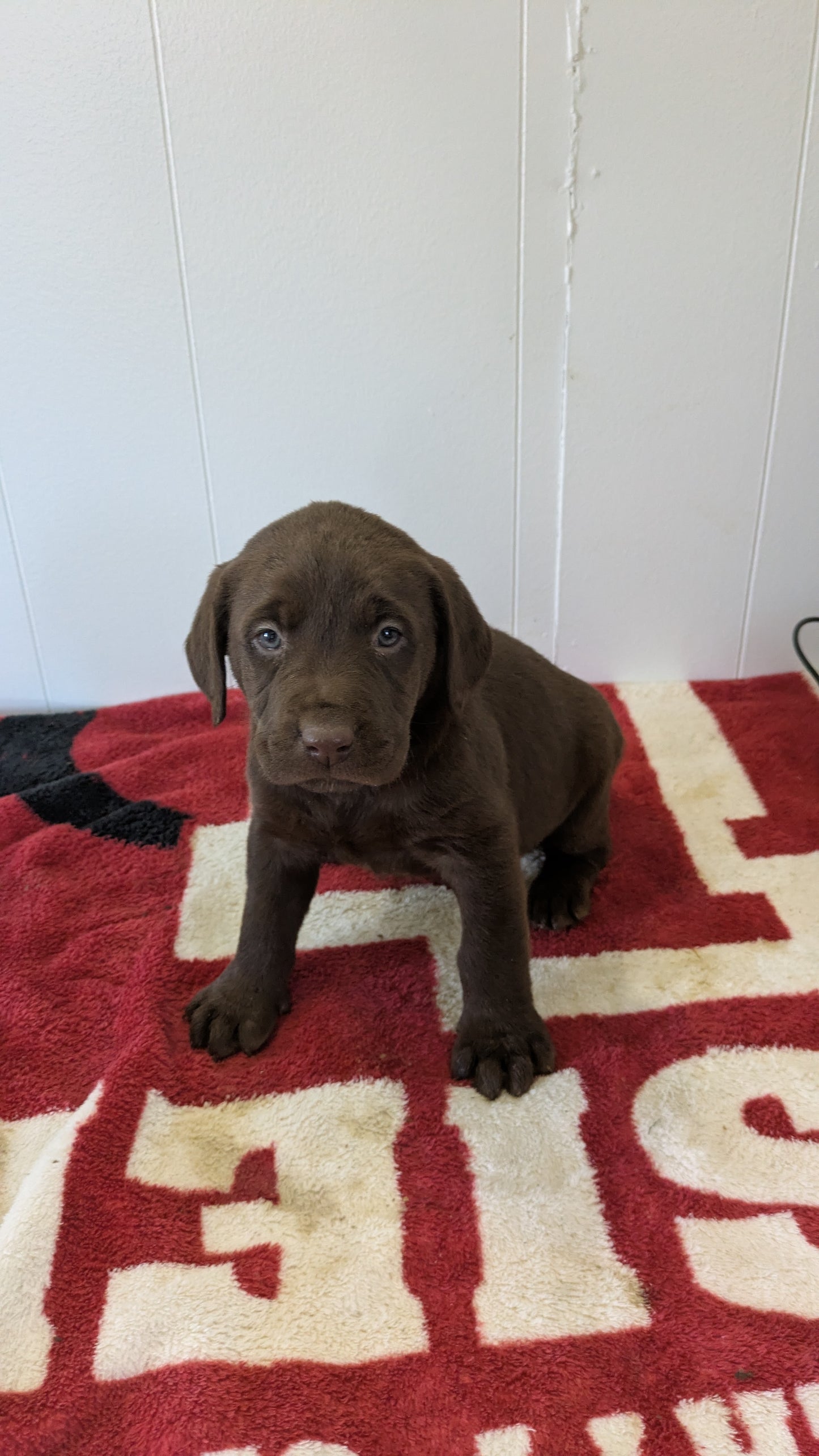 LABRADOR RETRIEVER (11/03) MALE