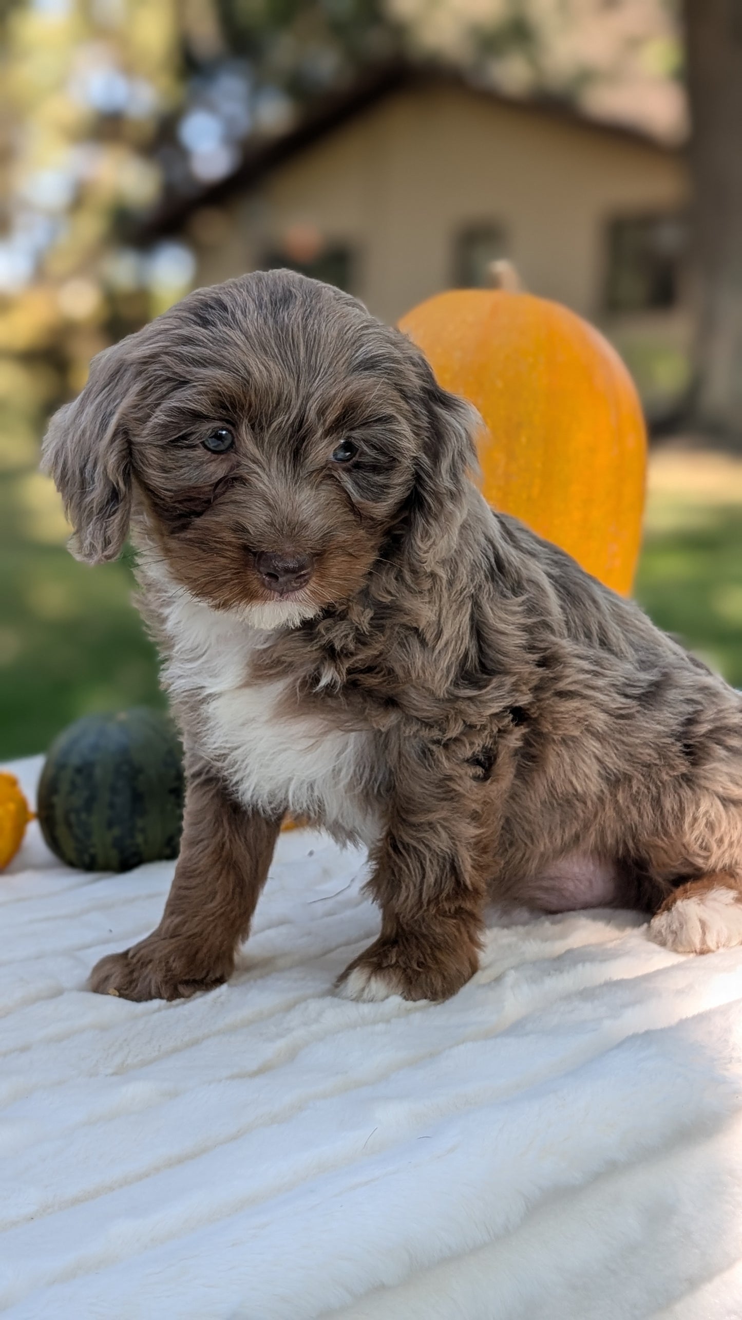 MINI BERNEDOODLE (07/25) FEMALE