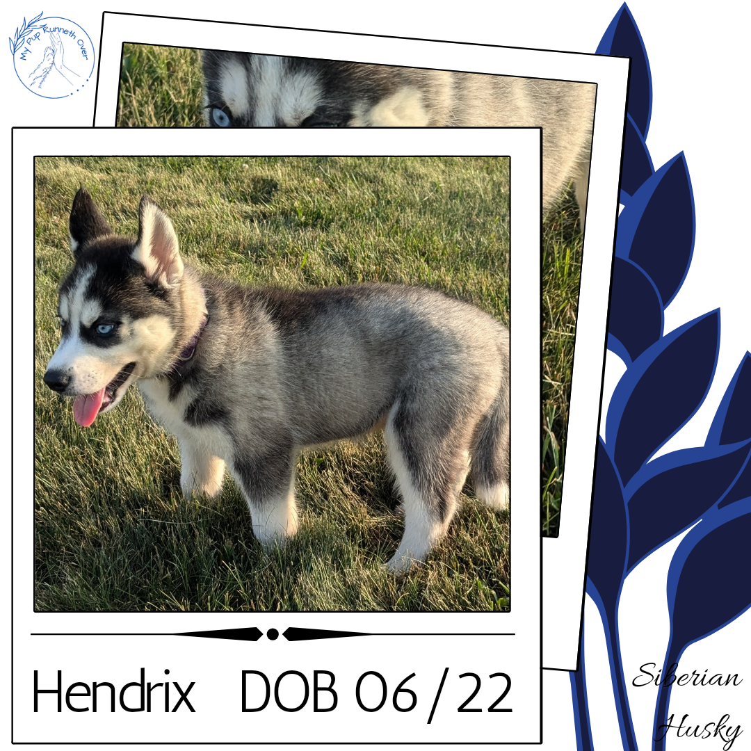 SIBERIAN HUSKY (06/22) MALE