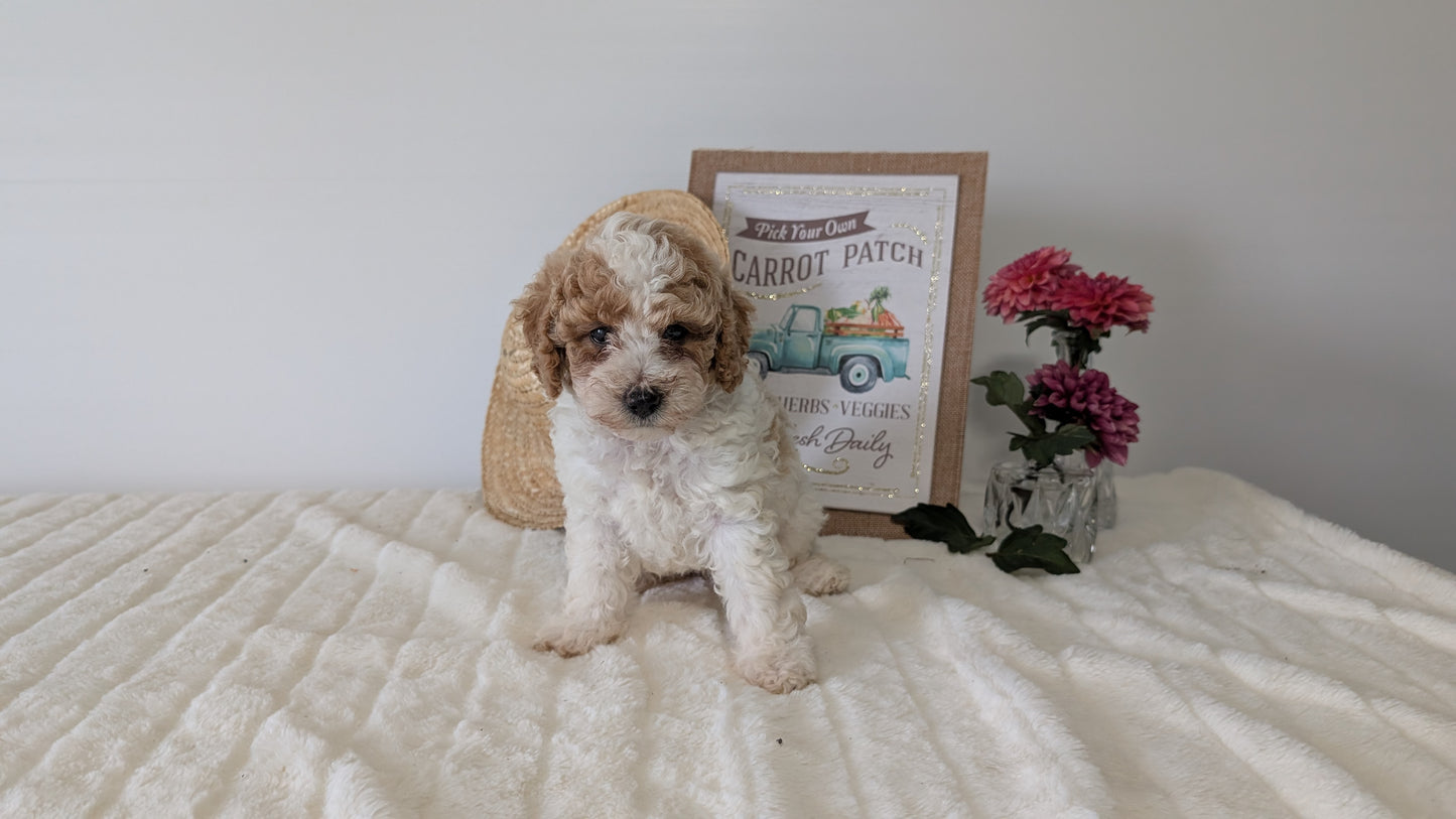 MINI POODLE (06/29) FEMALE