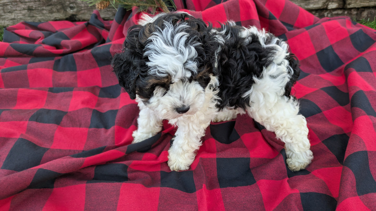 COCKAPOO (09/28) FEMALE