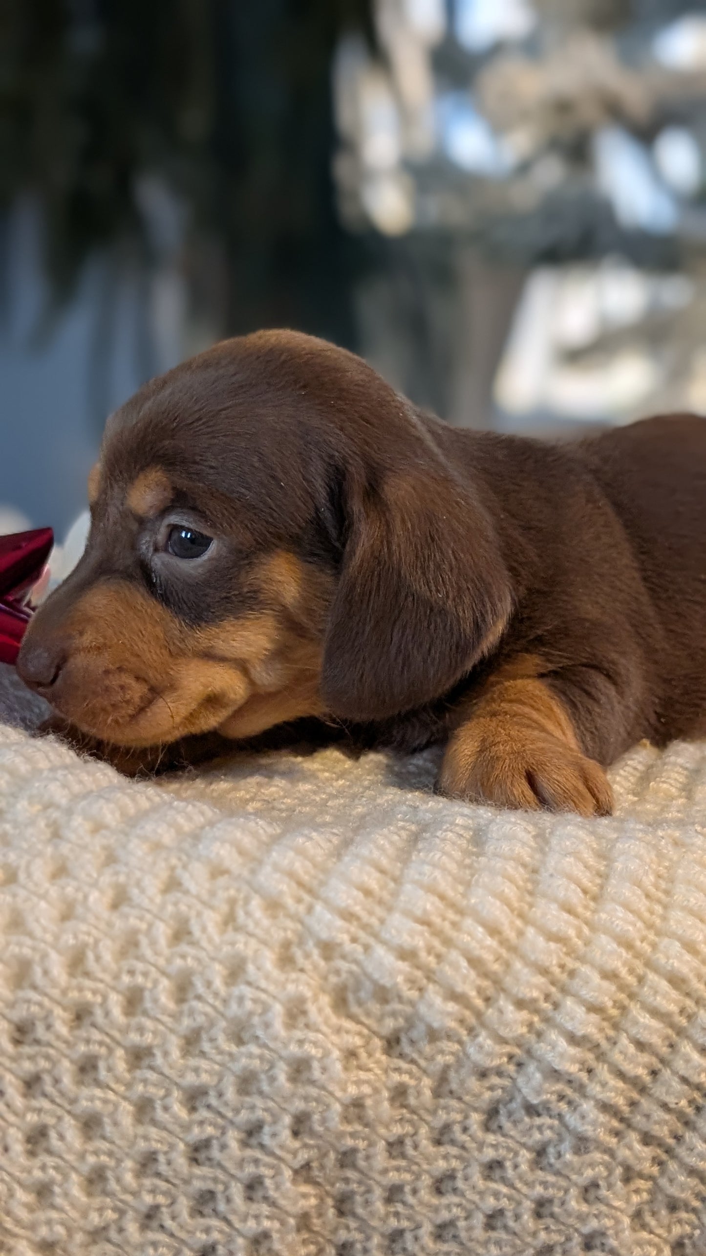 MINI DACHSHUND (NOV 16) FEMALES