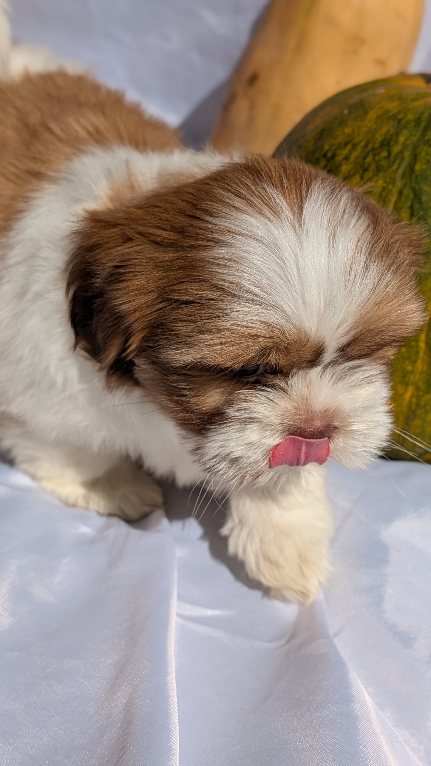 SHIH TZU (07/18) MALE