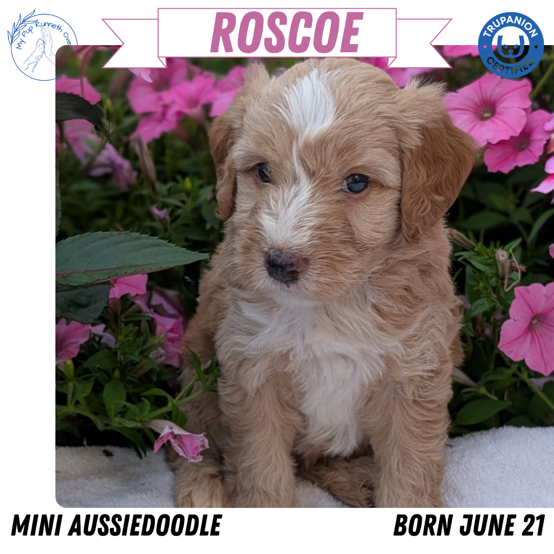 MINI AUSSIEDOODLE (06/21) MALE